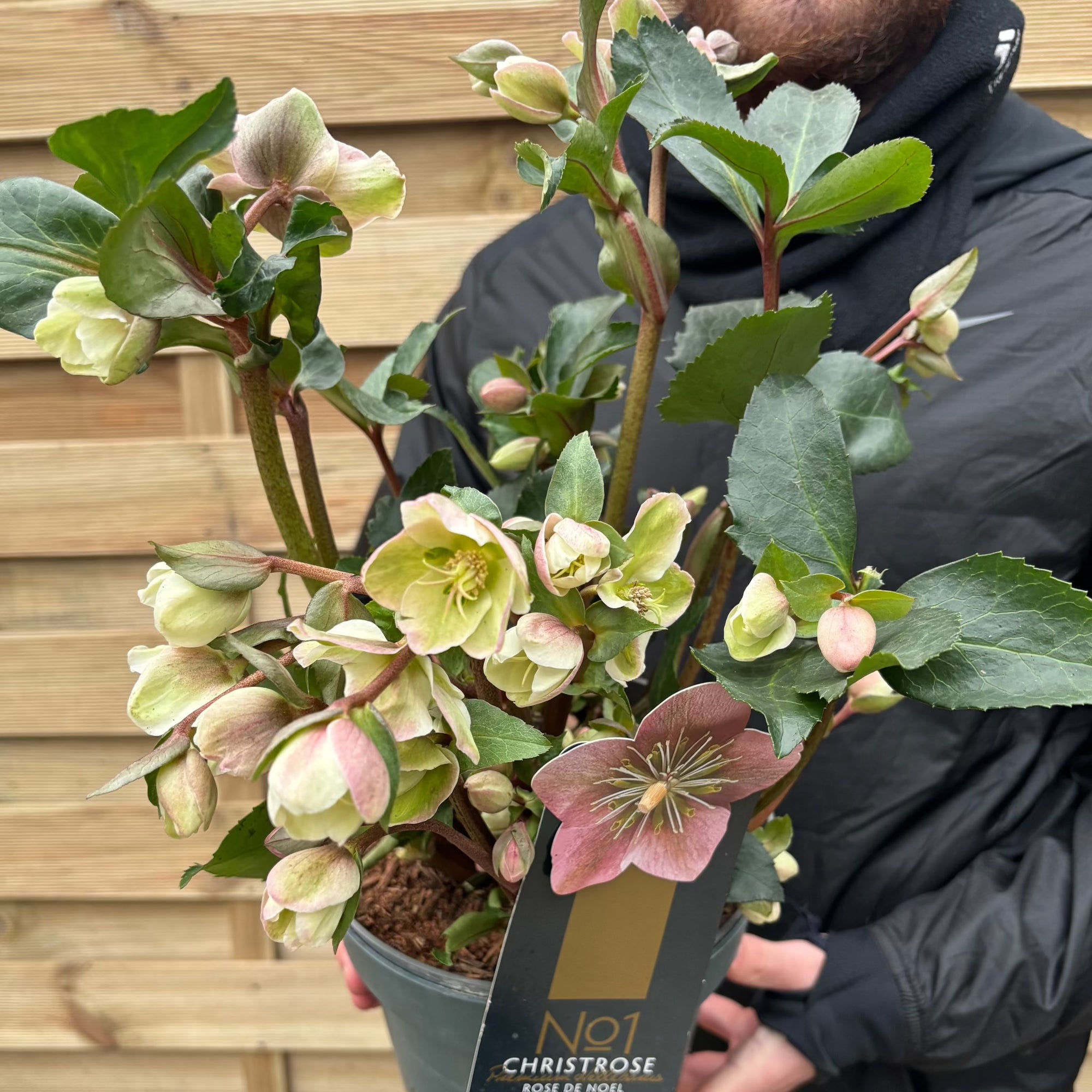 Hellebore 'Angel Glow' 3L