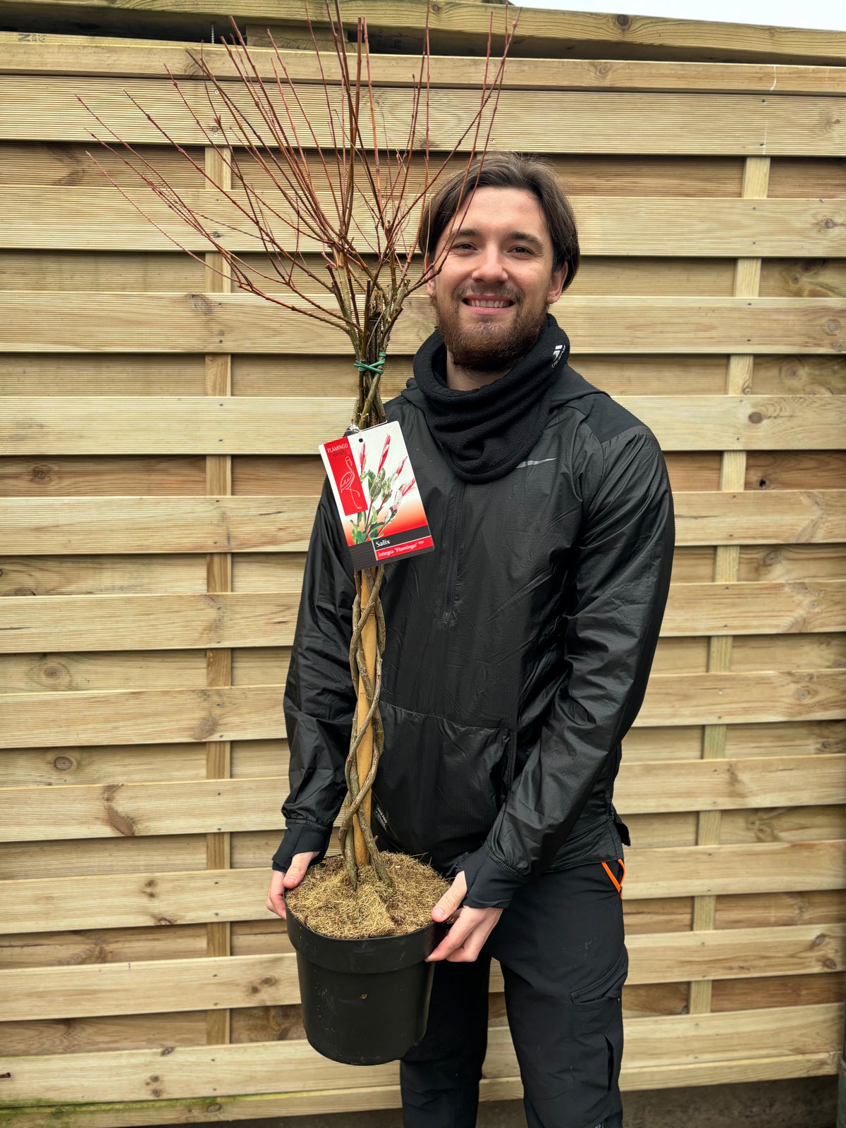 Salix intergra &#39;Hakuro - Nishiki&#39;  Flamingo Dwarf Willow Tree BRAIDED