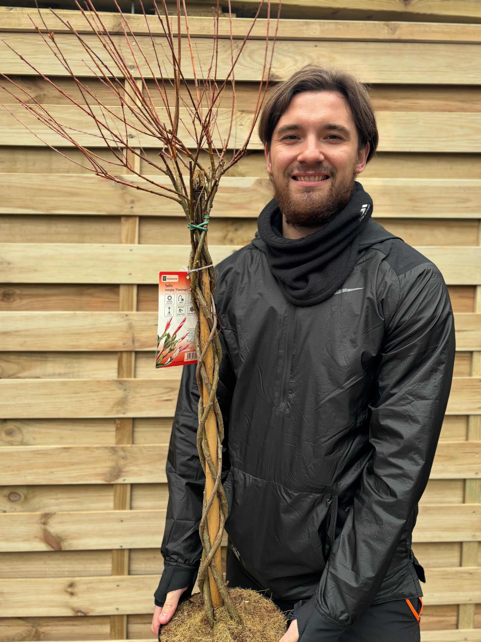 Salix intergra 'Hakuro - Nishiki'  Flamingo Dwarf Willow Tree BRAIDED