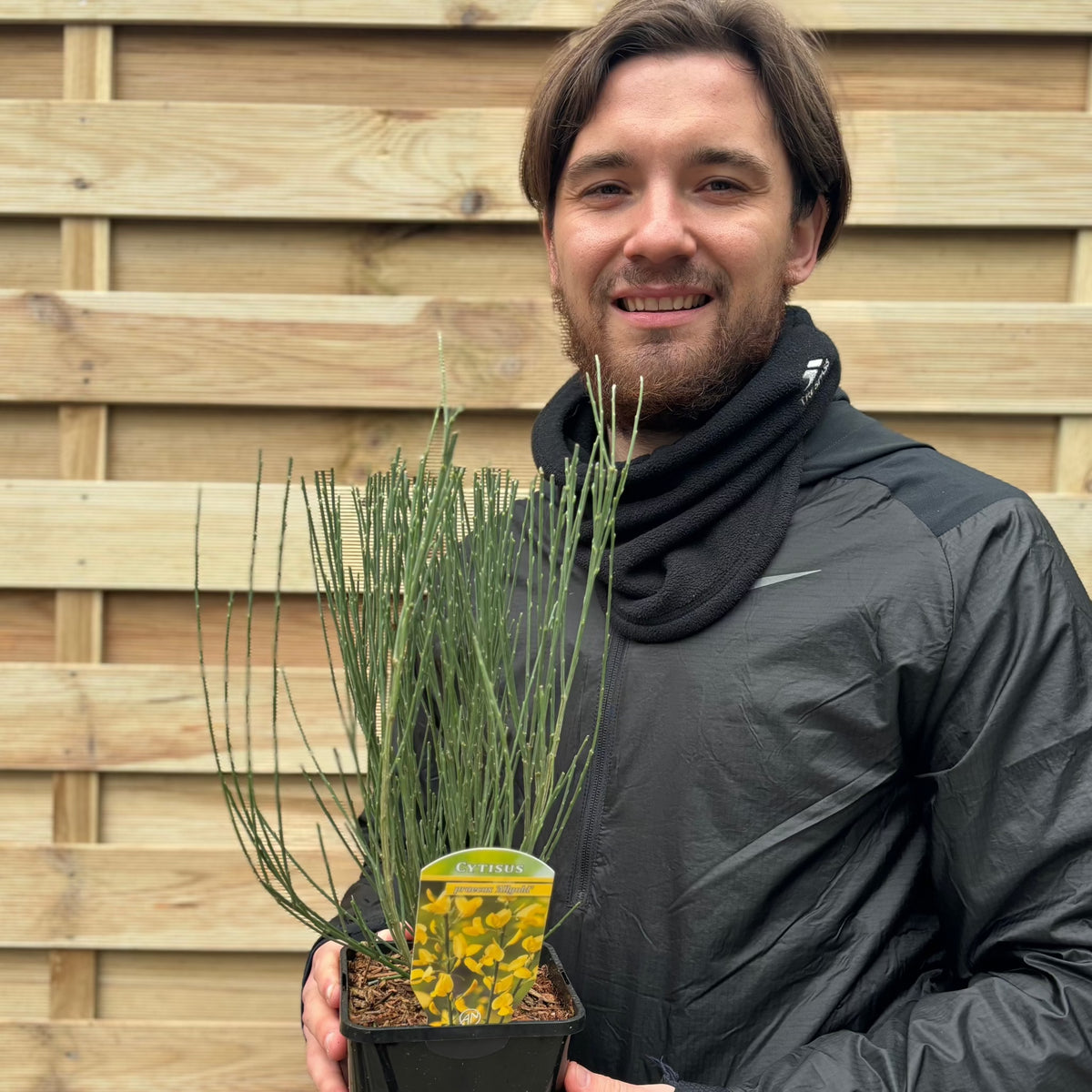 A man with brown hair and a black scarf smiles while holding a Cytisus x praecox &#39;Allgold&#39; 2L, a deciduous shrub with thin green stems and golden-yellow flowers, standing in front of a wooden fence.