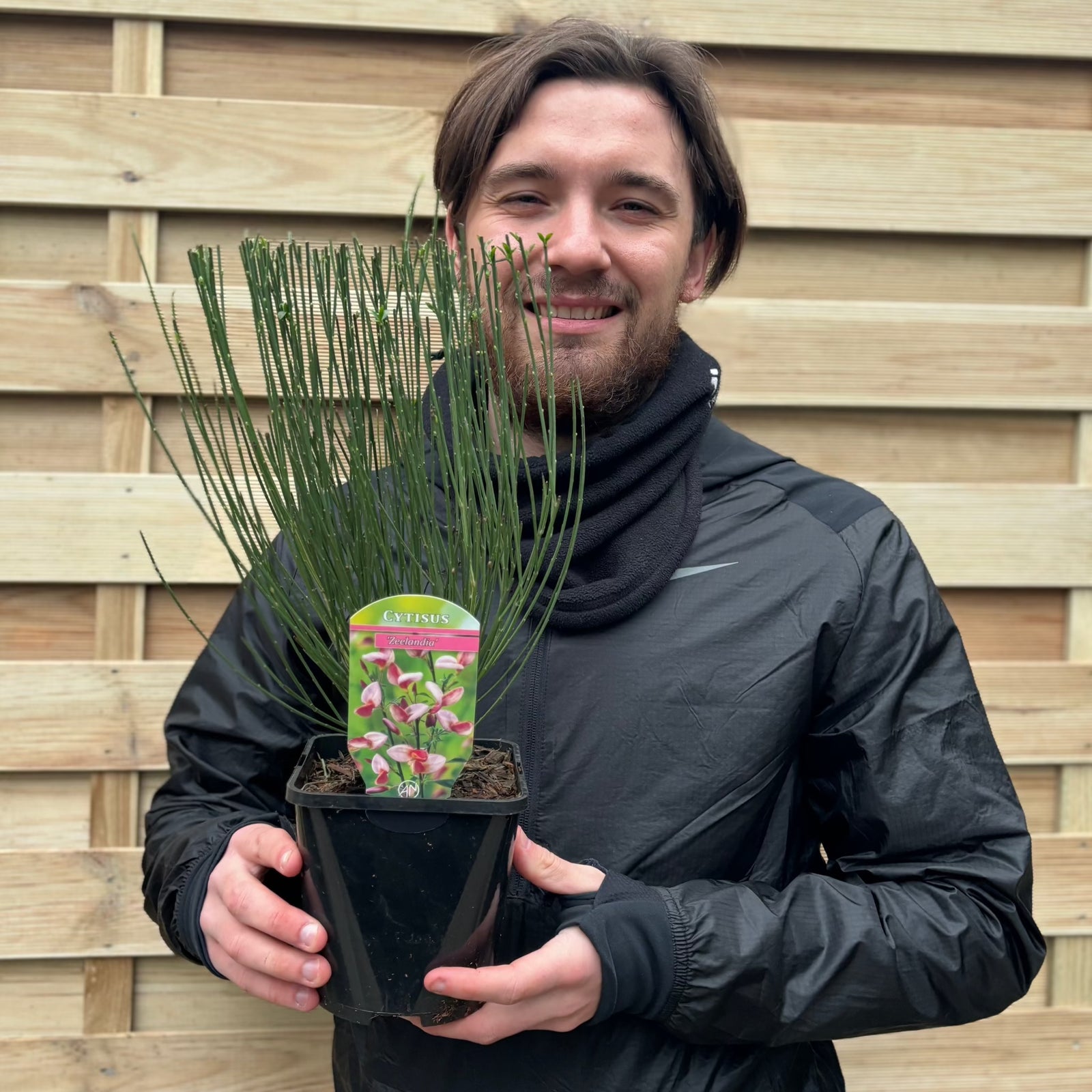 Cytisus 'Zeelandia' Broom