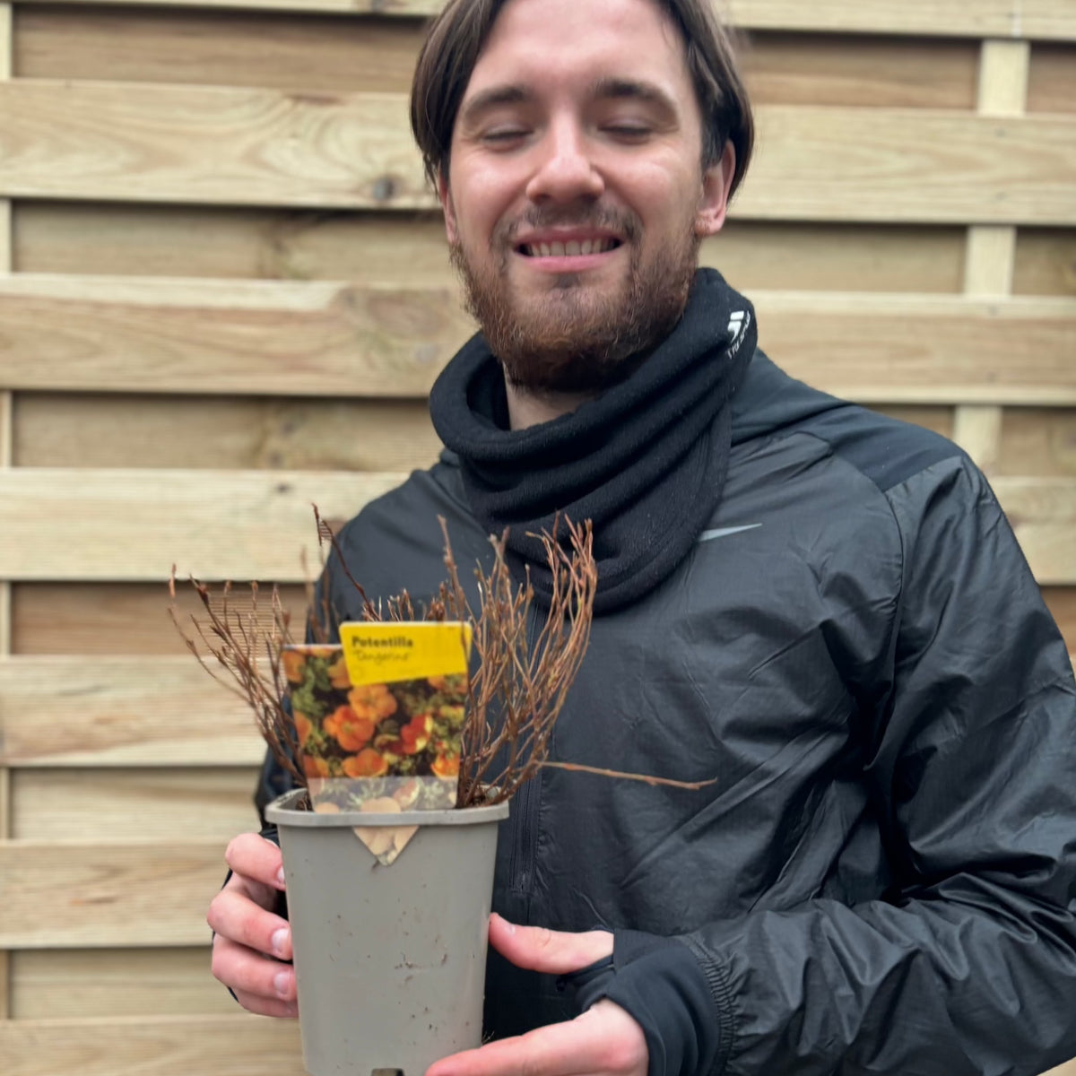 A smiling, bearded person with brown hair holds a Potentilla fruticosa &#39;Tangerine&#39; 1L, a deciduous shrub with dry, thin brown stems. A wooden fence is visible in the background.