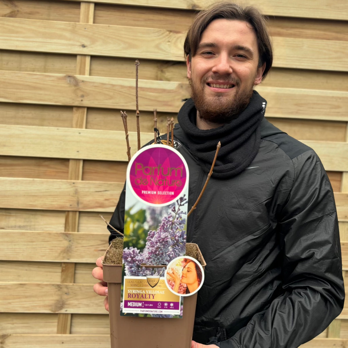 Syringa prestoniae &#39;Royalty&#39; 4L