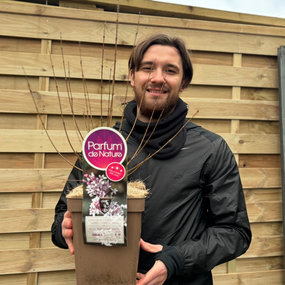 Syringa &#39;Flowerfesta White&#39; Mini/Dwarf Lilac 4.5L