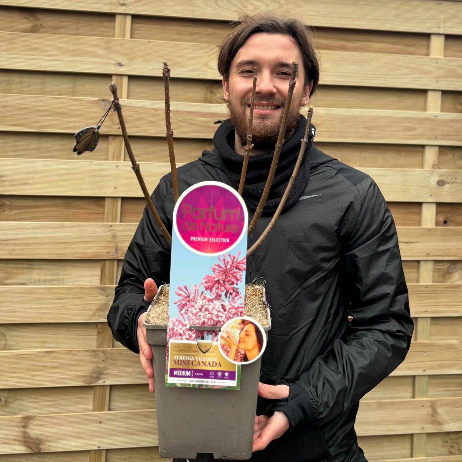 Syringa villosae 'Miss Canada' 4L