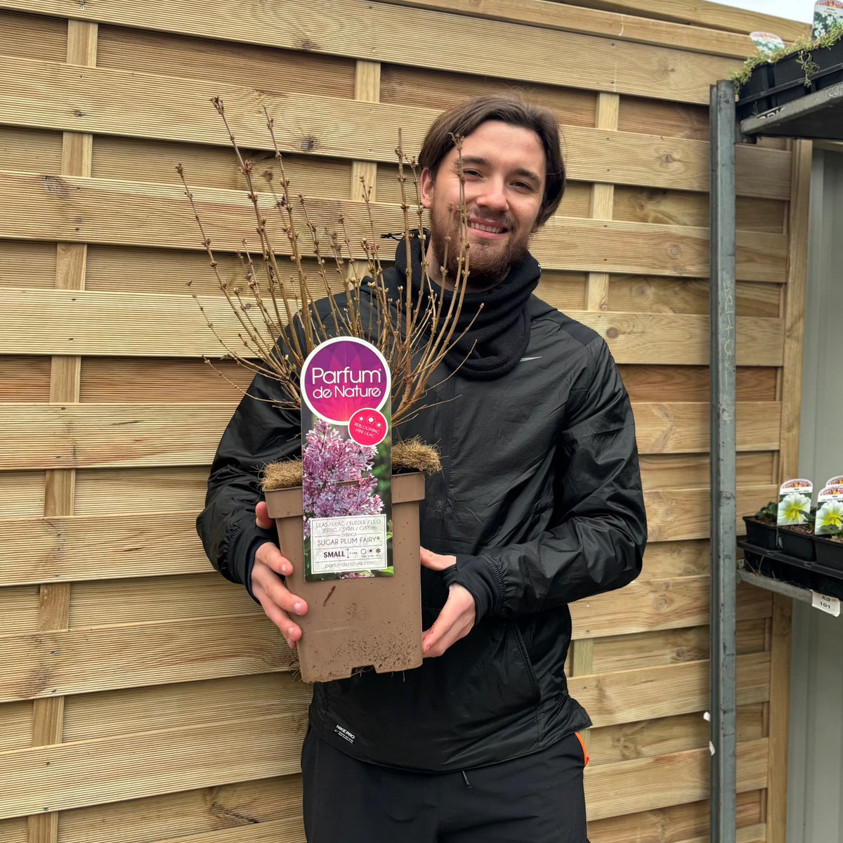 A bearded person with long hair in a black jacket smiles while holding a Syringa &#39;Sugar Plum Fairy&#39; Mini/Dwarf Lilac 4L, a fragrant shrub with pink-purple flowers, standing outdoors in front of a wooden fence.