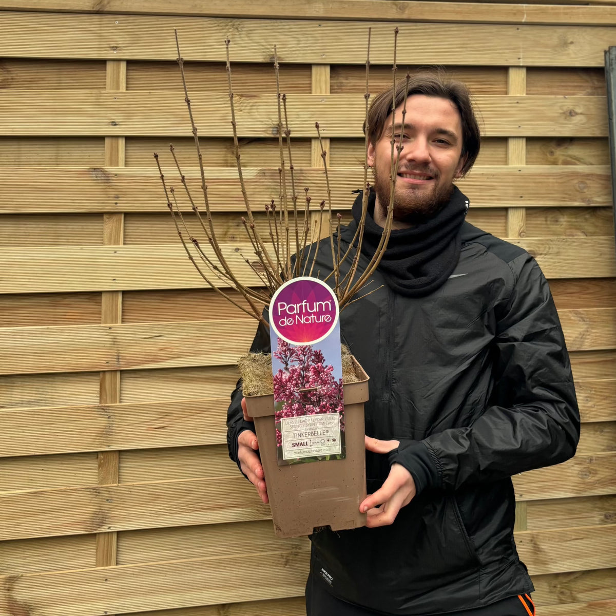 A person in a black jacket smiles while holding a Syringa &#39;Tinkerbell&#39; Mini/Dwarf Lilac 4L, a fragrant shrub with pink blooms, standing in front of a wooden fence.