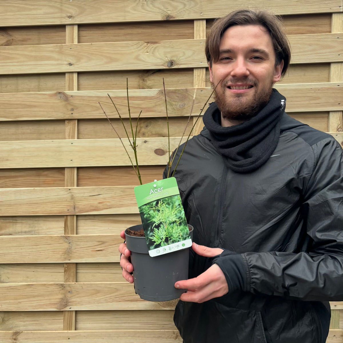 Acer palmatum &#39;Emerald Lace&#39; 2L