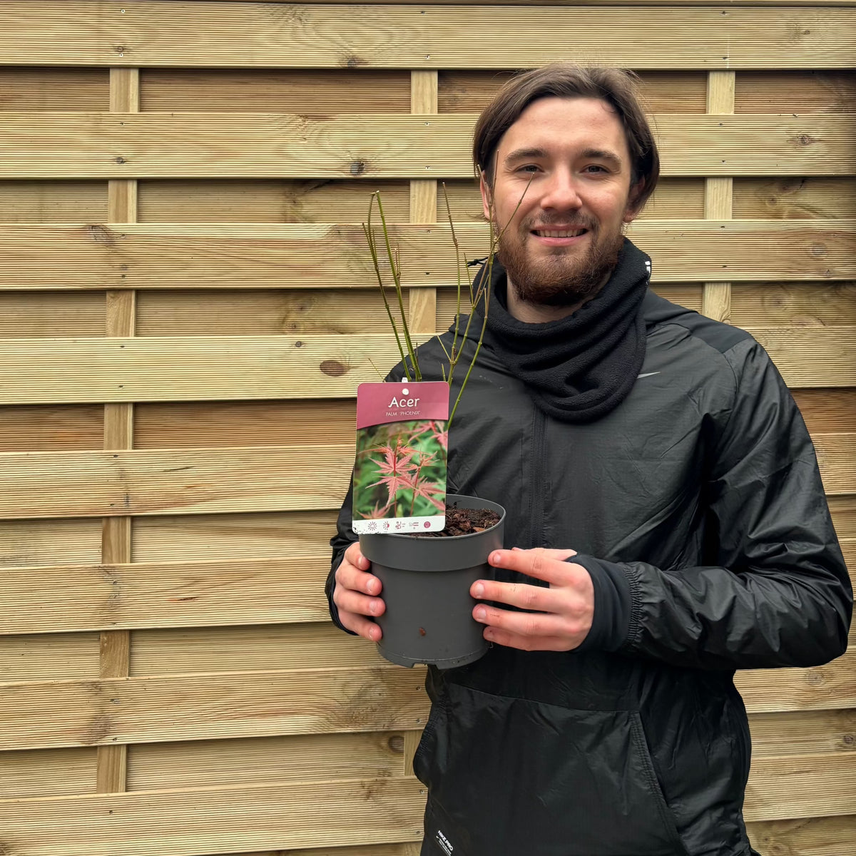 Acer palmatum &#39;Atropurpureum&#39; 10.5cm-130L