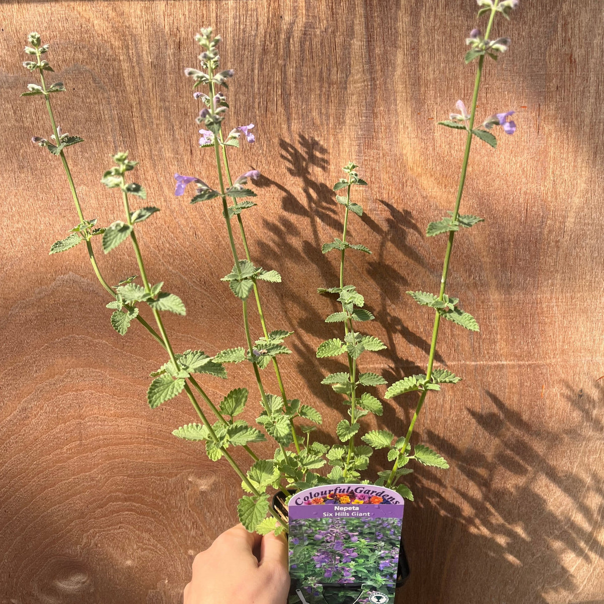 A hand holds one of the 3 x Late Summer Flowering Perennials (9cm Pots), featuring tall green stems and purple blooms, ideal for vibrant garden displays. The wooden background and shadows enhance its appeal for your colorful garden.