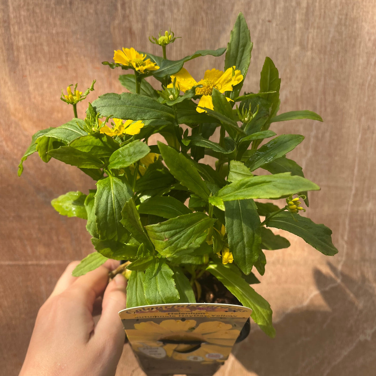 A hand holds one of three Late Summer Flowering Perennials (9cm Pots) with bright yellow flowers and green leaves—ideal for adding vibrant summer colour to your garden displays—against a brown background.