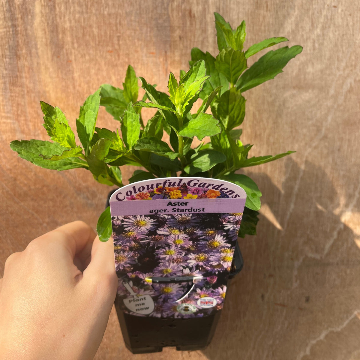 A hand holds a 9cm potted perennial from Colourful Gardens’ 3 x Late Summer Flowering Perennials set, featuring green leaves and purple aster flowers, perfect for adding vibrant summer colour to your garden.
