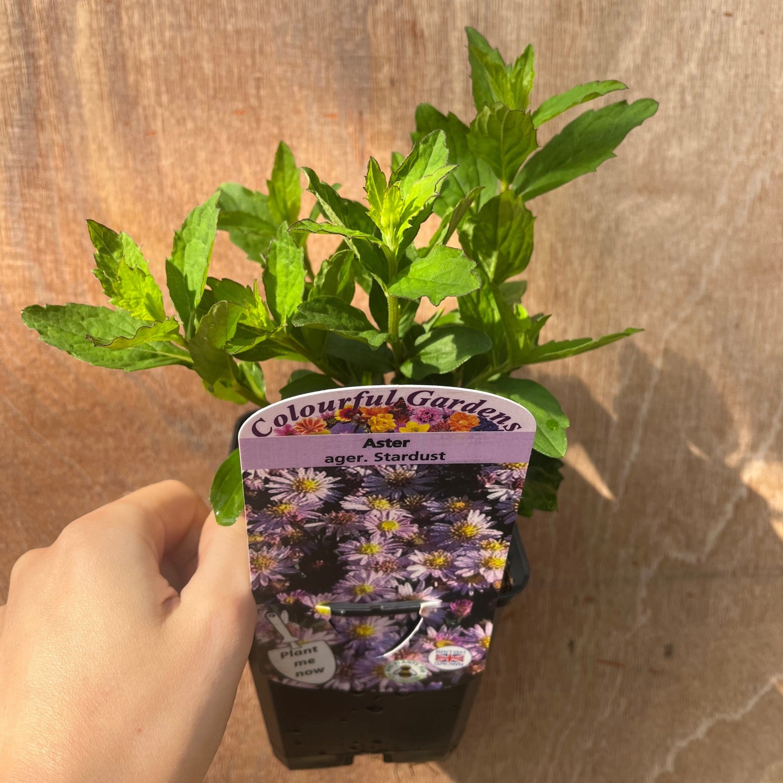 A collage of six images shows the 3 x Late Summer Flowering Perennials (9cm Pots)—including salvia, coneflowers, asters, helenium, phlox, and a hand with mint—perfect inspiration for colourful summer garden displays.