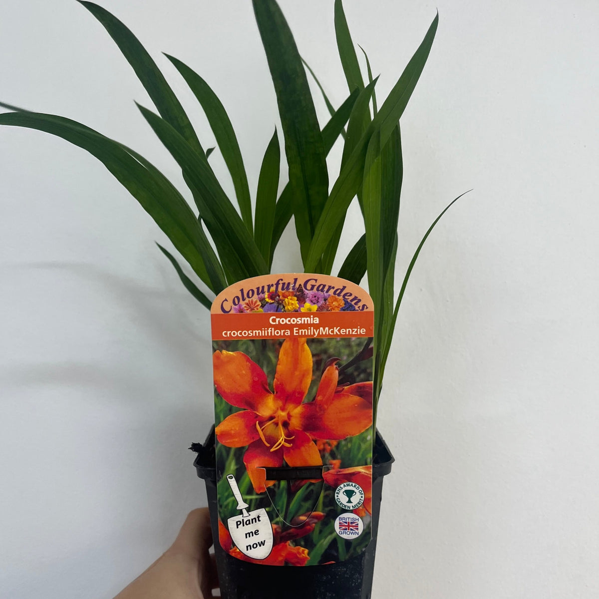 Crocosmia x crocosmiiflora &#39;Emily Mckenzie&#39; 9cm/2L