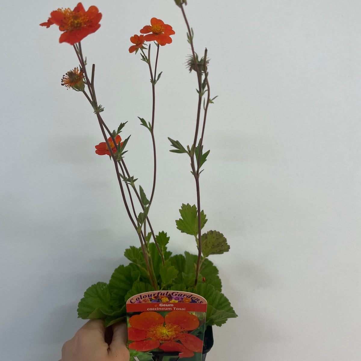 A hand holds a Geum coccineum &#39;Tosai&#39; 9cm, a drought-tolerant perennial with tall stems, orange-red flowers, and green leaves.