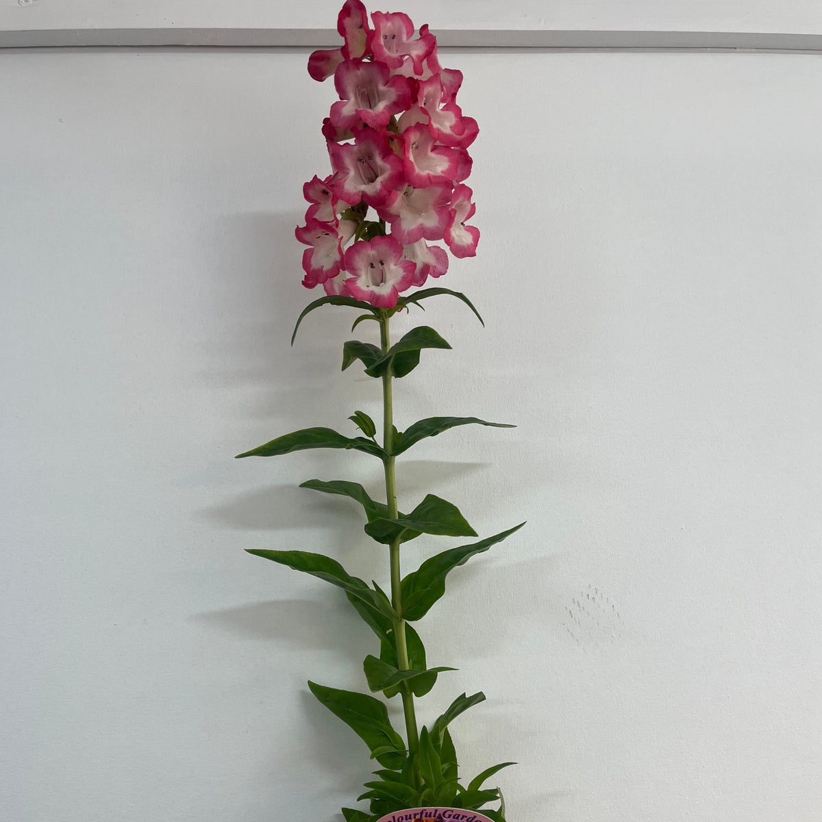 Penstemon &#39;Hewells Pink&#39; 9cm/1.5L