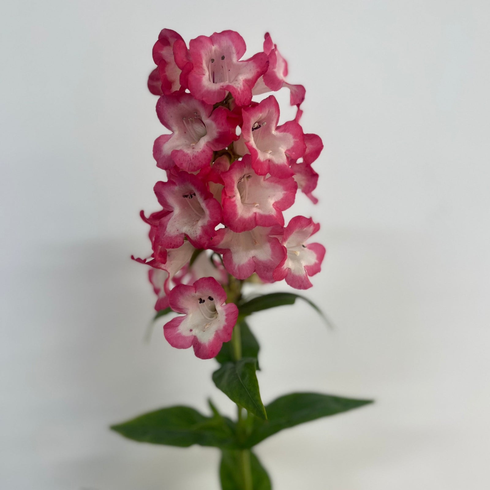 Penstemon 'Hewells Pink' 9cm/1.5L