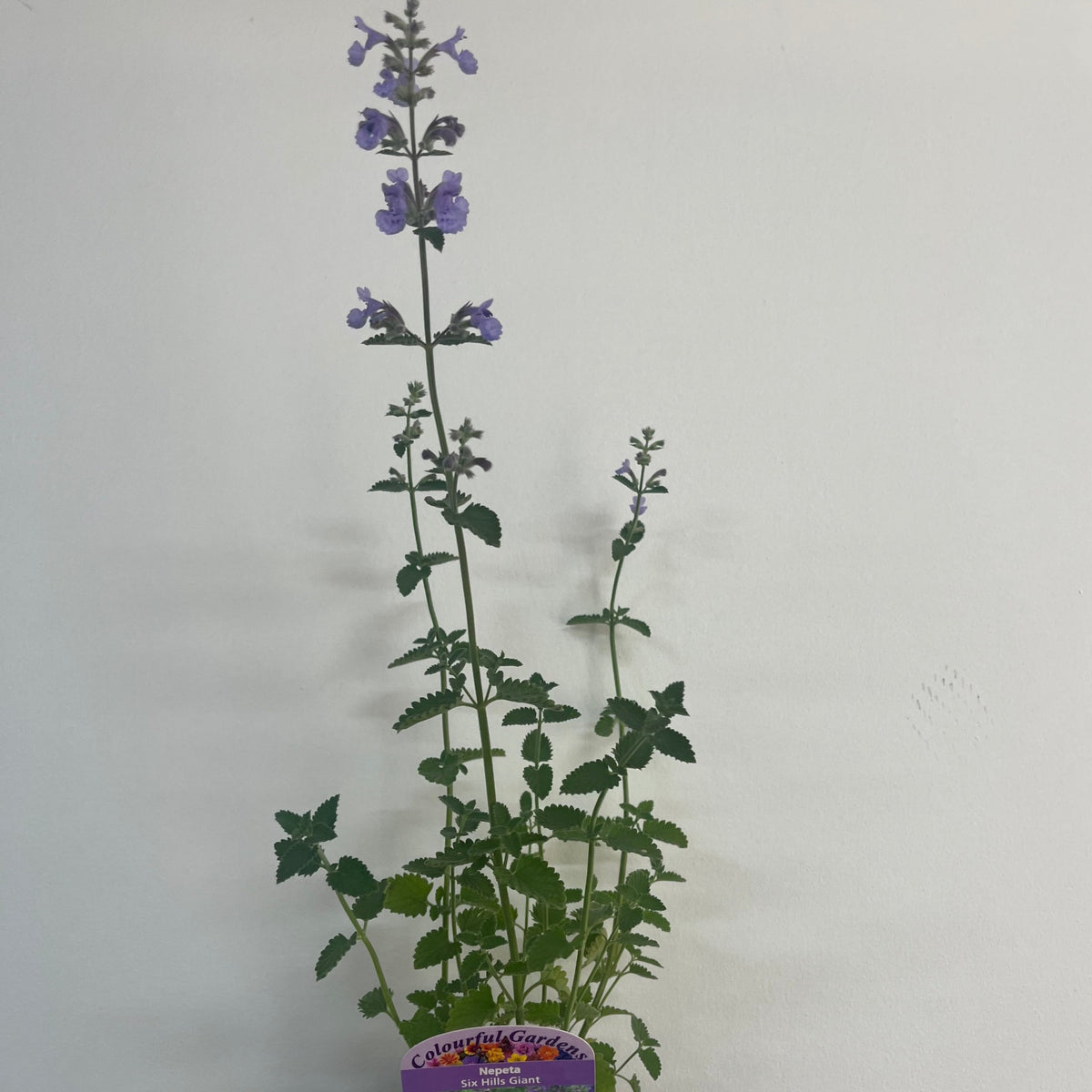 A Nepeta Six Hills Giant (9cm/11cm/2L) with tall stems, green leaves, and clusters of light purple flowers sits in a pot with a colorful label. This pollinator-friendly perennial is displayed against a plain white wall.