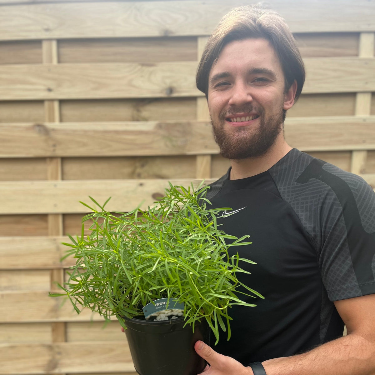 A smiling man with brown hair and a beard holds an Iberis sempervirens &#39;Whiteout&#39; 3L plant in a green pot in front of a wooden fence.