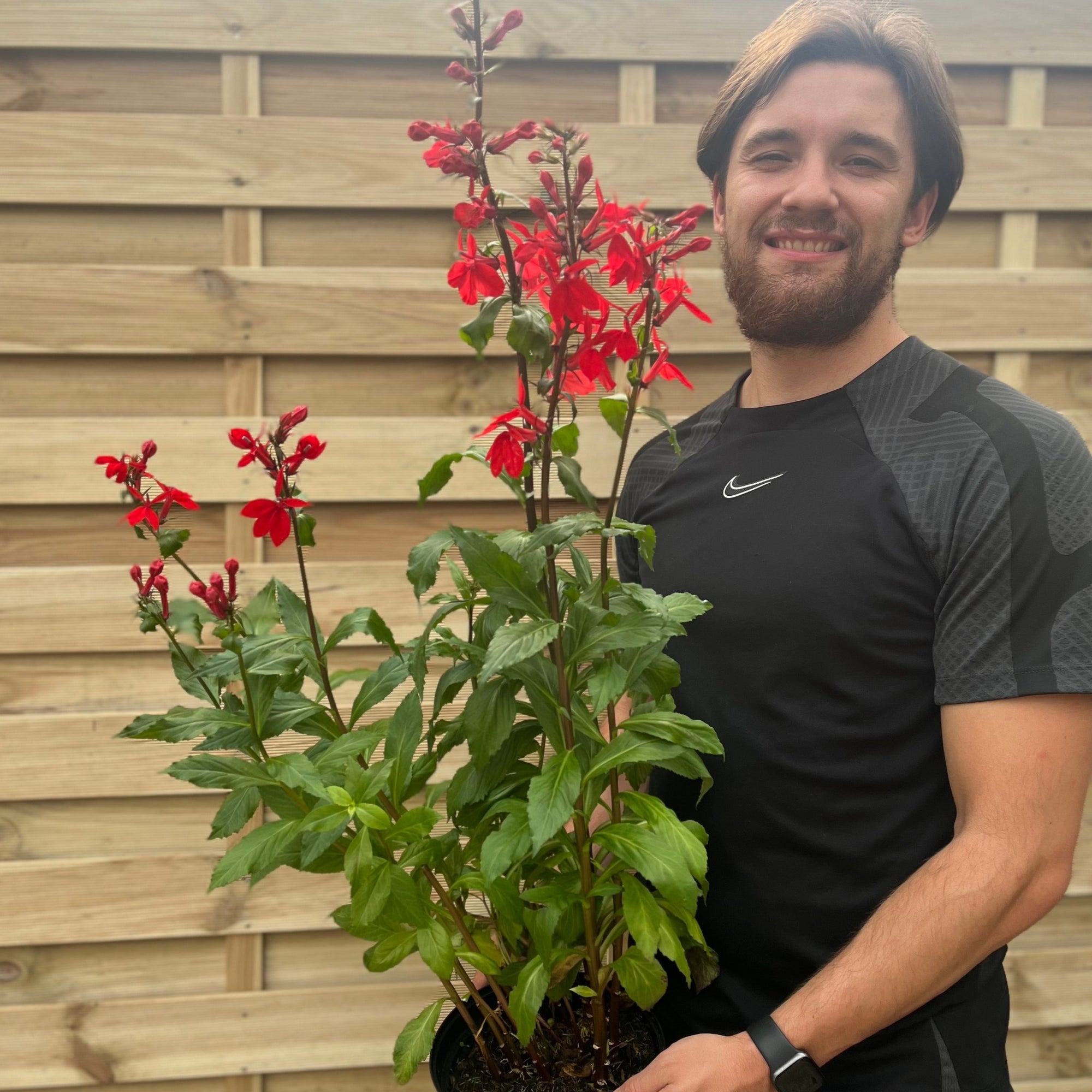 Lobelia Starship Scarlet 3L Pot