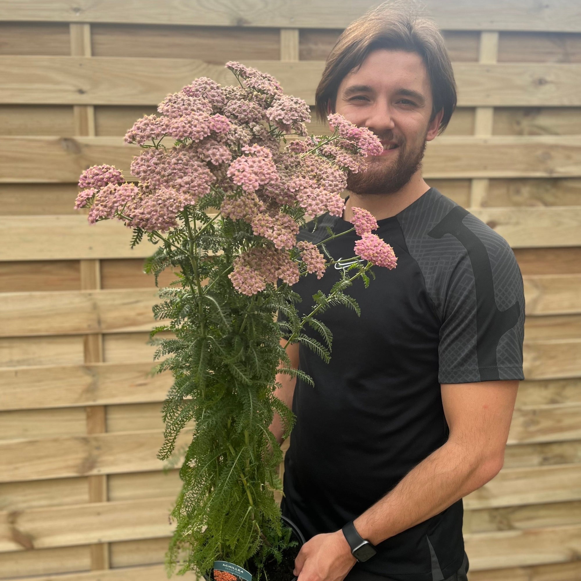 Achillea millefolium Peggy Sue 3L