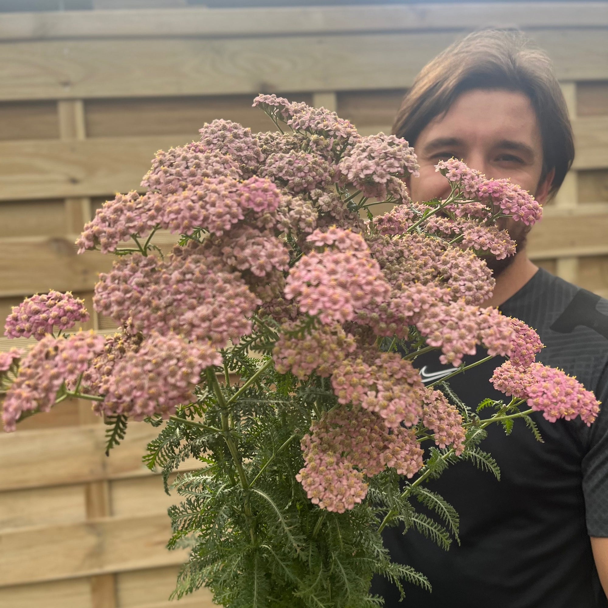 Achillea millefolium Peggy Sue 3L