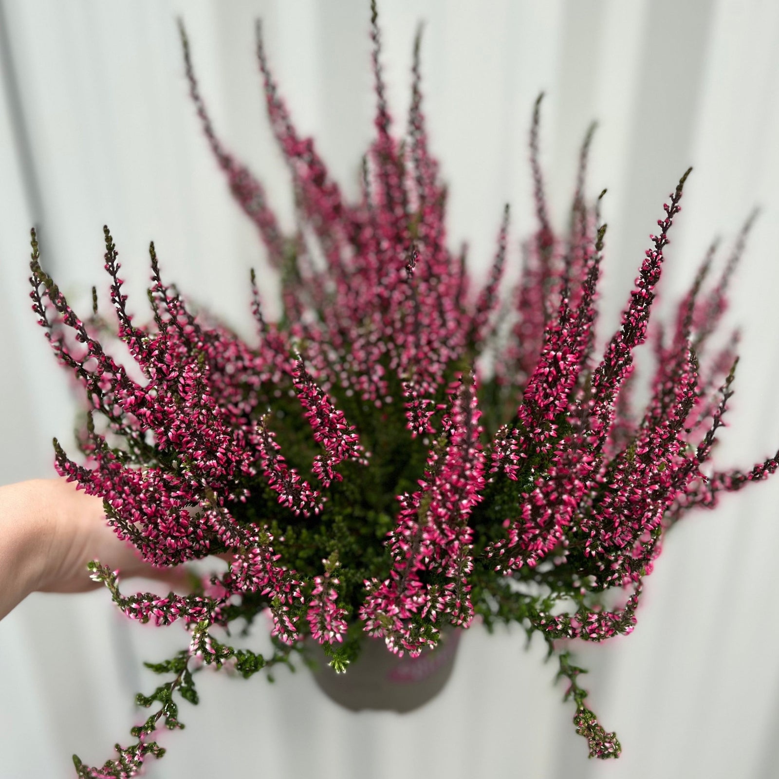 A hand holds a 9cm pot of Pink Heather (Calluna vulgaris), an acid-loving perennial with small pink blossoms and green stems. Product: 3 x Pink Heather in 9cm growers pots. Blurred white background.