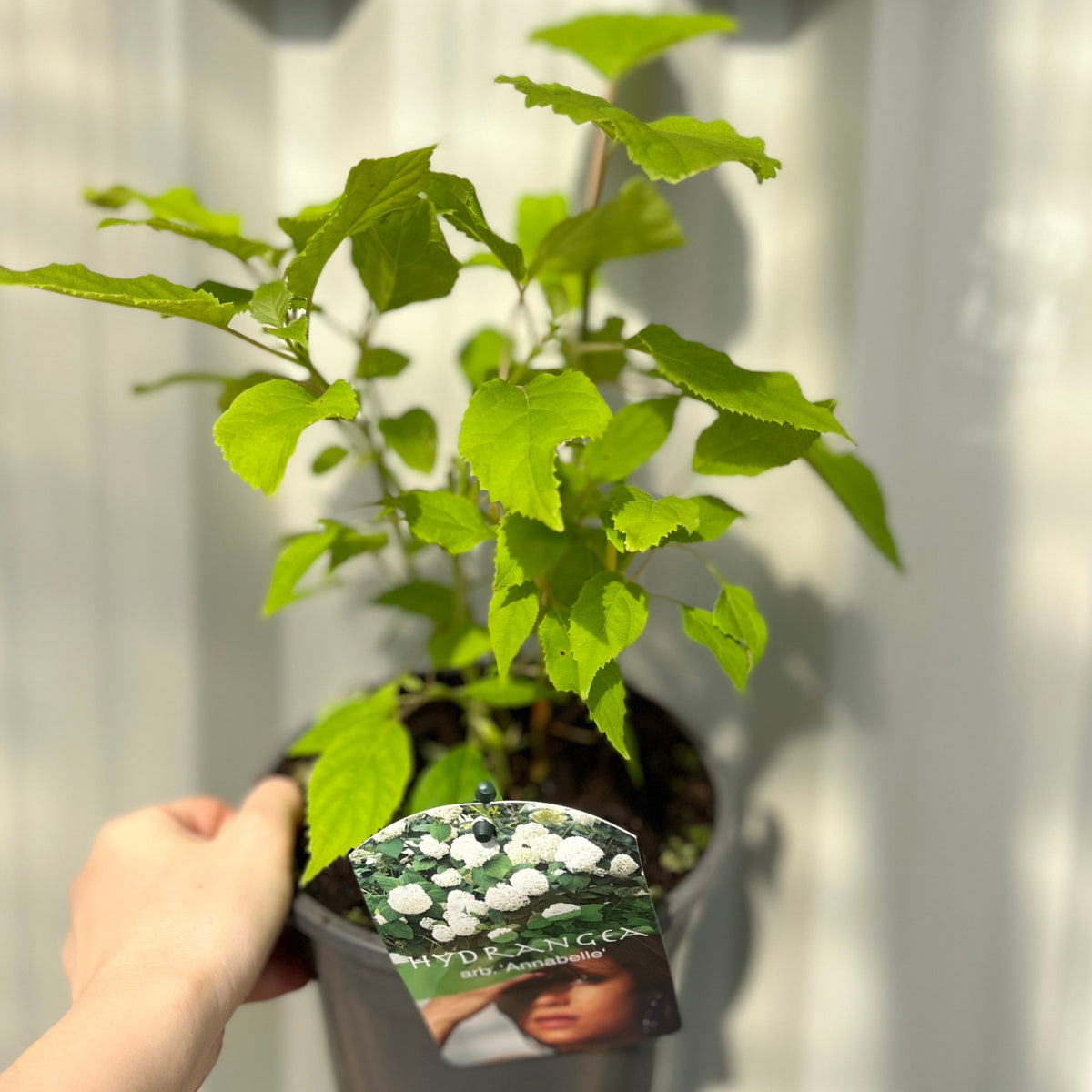 A hand holds a Hydrangea arborescens &#39;Annabelle&#39; (9cm/2L), a hardy deciduous shrub with bright green leaves. The plant tag highlights its showy snowball blooms, set against a softly blurred, light background.