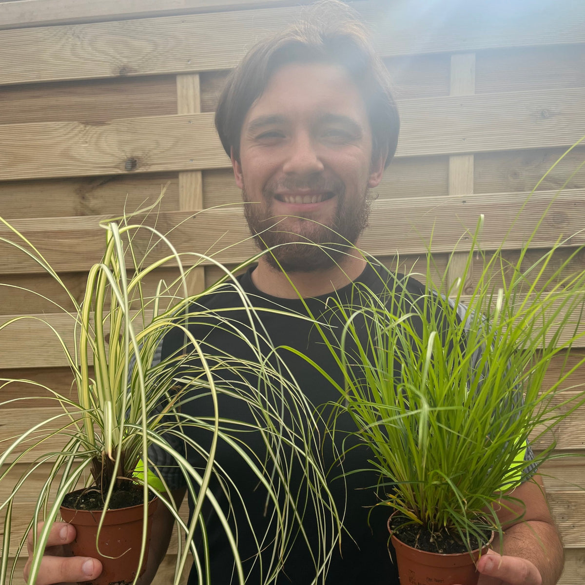 A smiling man with brown hair and a beard holds two Carex Grass 8cm (Our Choice) plants in front of a wooden fence on a sunny day.