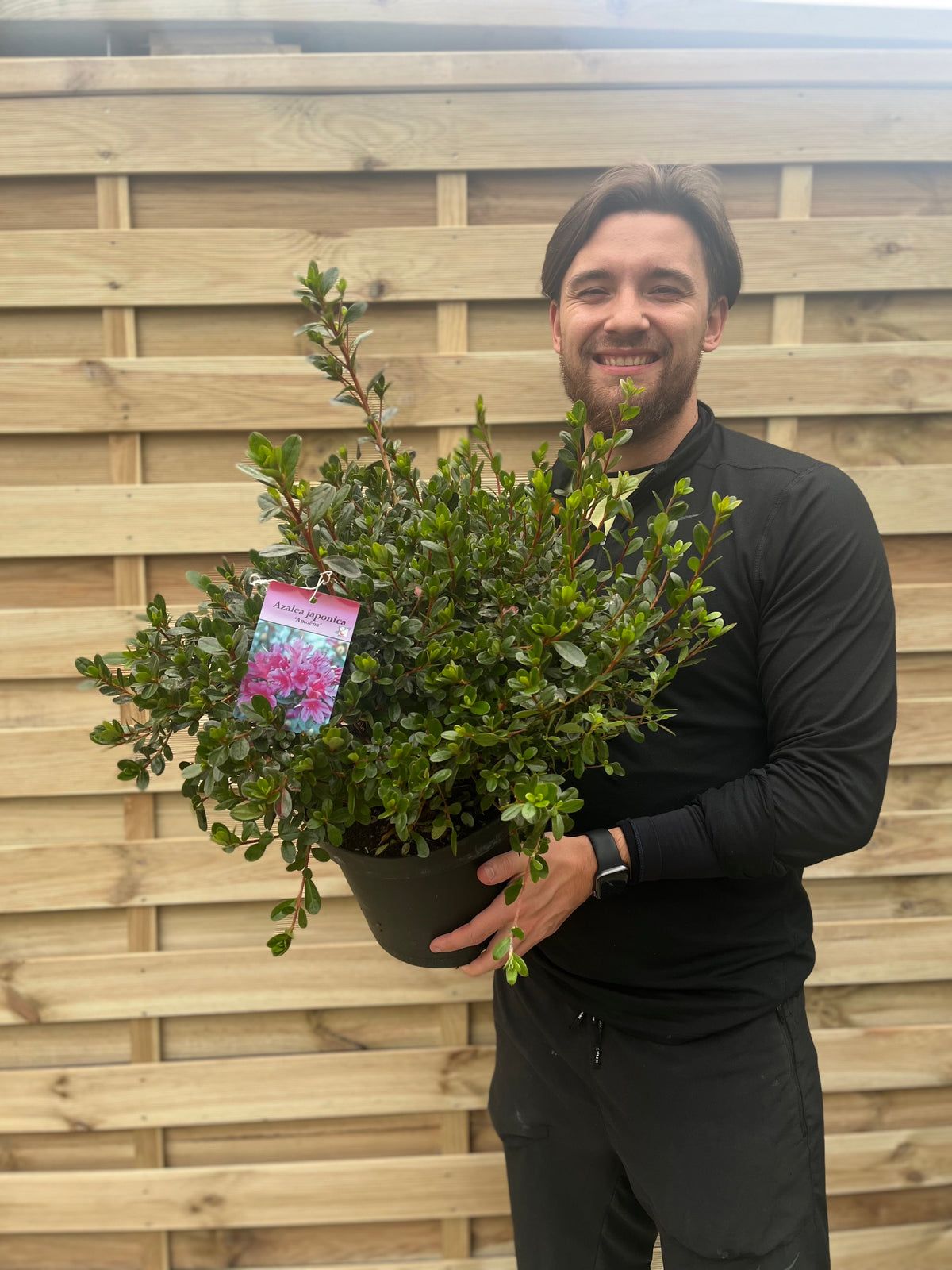 A smiling man in black stands by a wooden fence, holding an Azalea japonica &#39;Amoena&#39; 2/5L with lush green leaves and a tag showing a pink flower—ideal for vibrant garden displays and evergreen shrub collections.