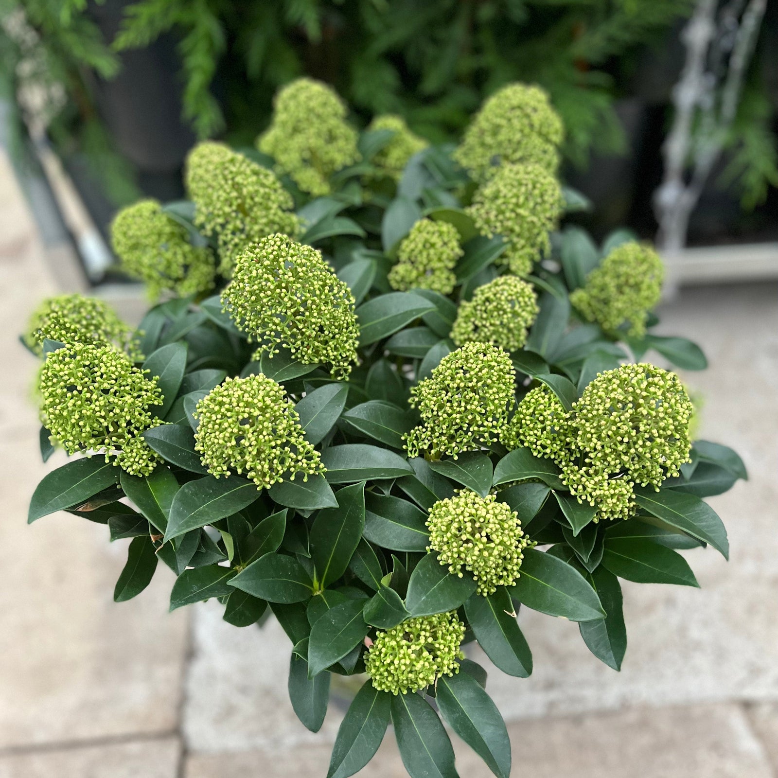 Skimmia japonica 'Finchy' in 10.5cm, 2L, or 5L pots, featuring clusters of small, round, light green buds atop each stem, displayed on a stone surface with other potted plants.