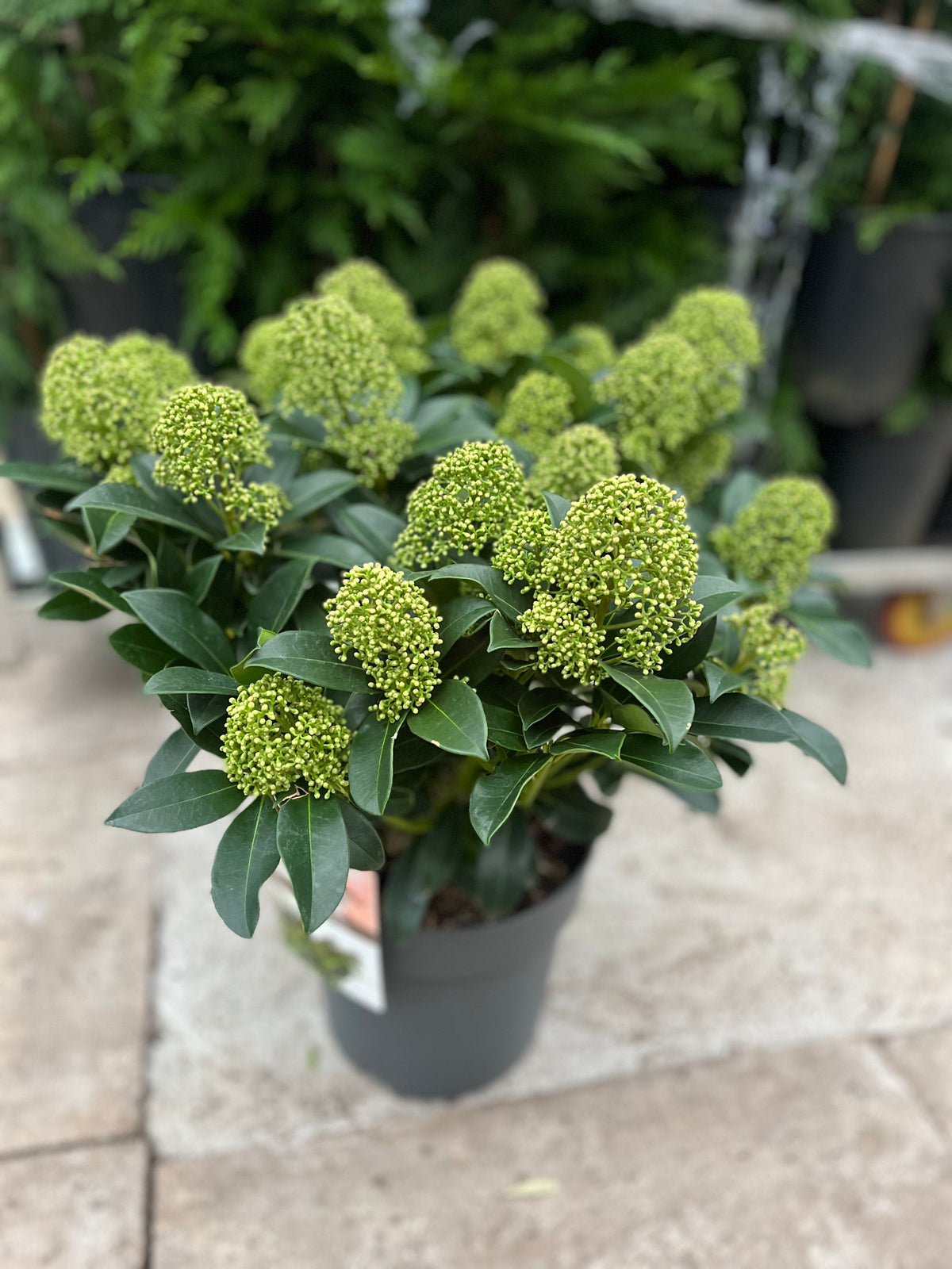 Skimmia japonica &#39;Finchy&#39; (10.5cm / 2L / 5L) features clusters of small green buds and dark green leaves in a pot, displayed on a stone surface with other plants softly blurred in the background.