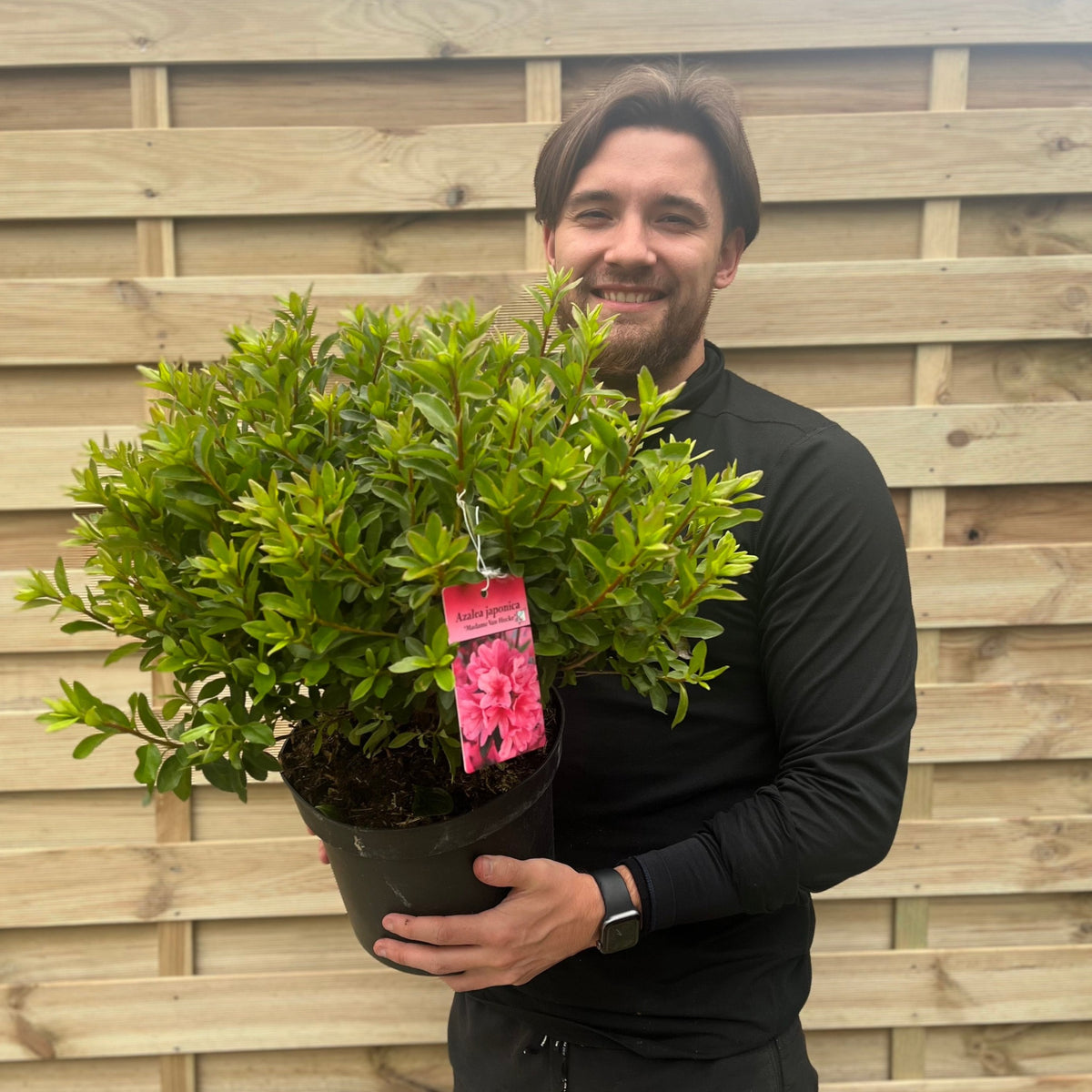 A smiling person in a black outfit stands by a wooden fence, holding an Azalea &#39;Madamme Van Hecke&#39; 2/5L—an evergreen shrub for gardens—with a pink flower tag attached.