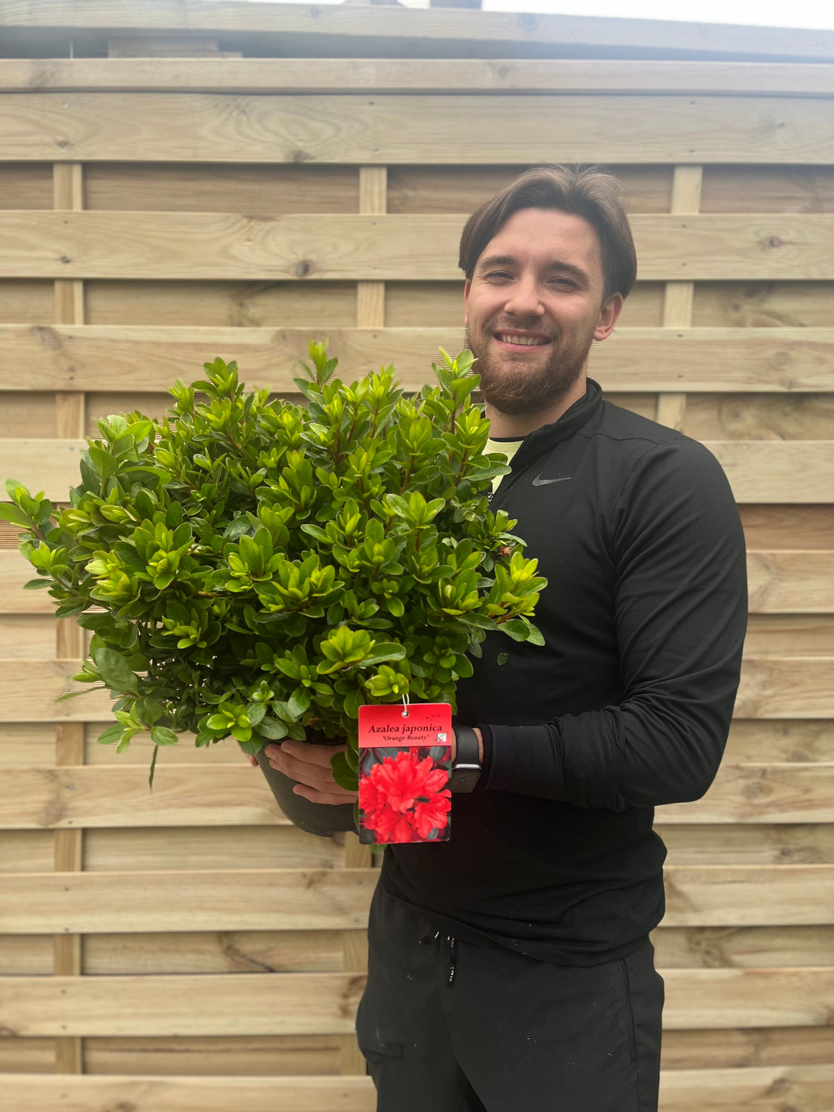 Azalea Japonica &#39;Orange Beauty&#39; 9cm/2L/5L