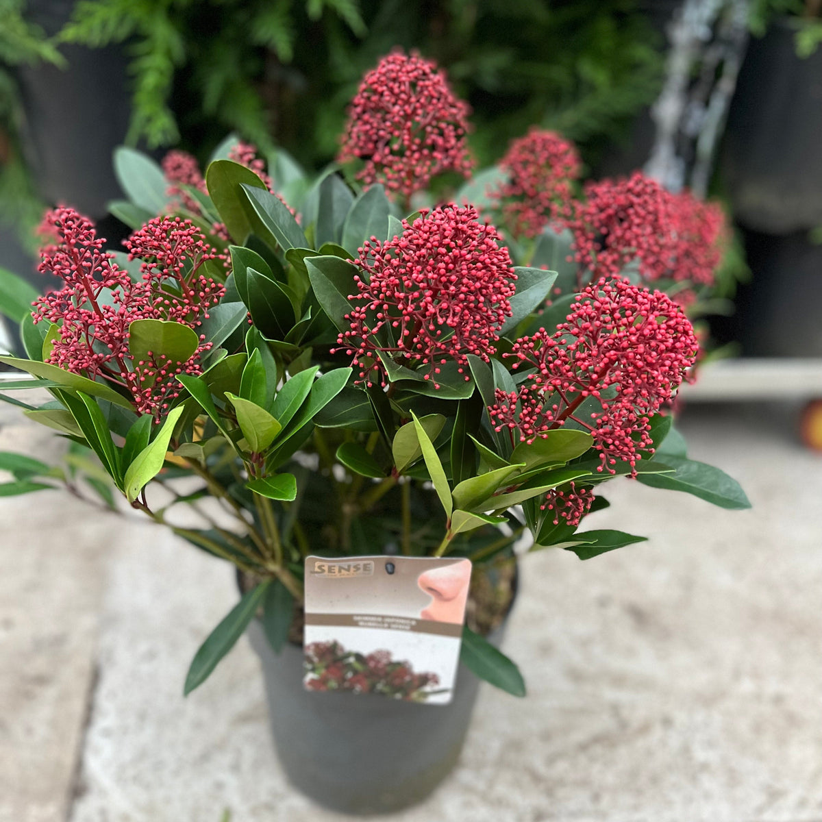 A Skimmia japonica Rubella 9cm-10L, an evergreen shrub with glossy green leaves and red buds, sits on a concrete surface with a tag, surrounded by blurred greenery in the background. Ideal for shade.