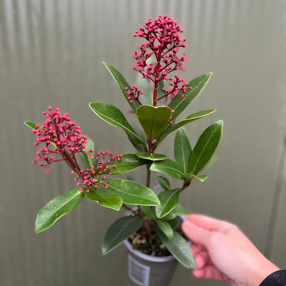 A hand holds a Skimmia japonica Rubella 9cm-10L, an evergreen shrub with glossy green leaves and clusters of red buds, set against a plain, light-colored background.