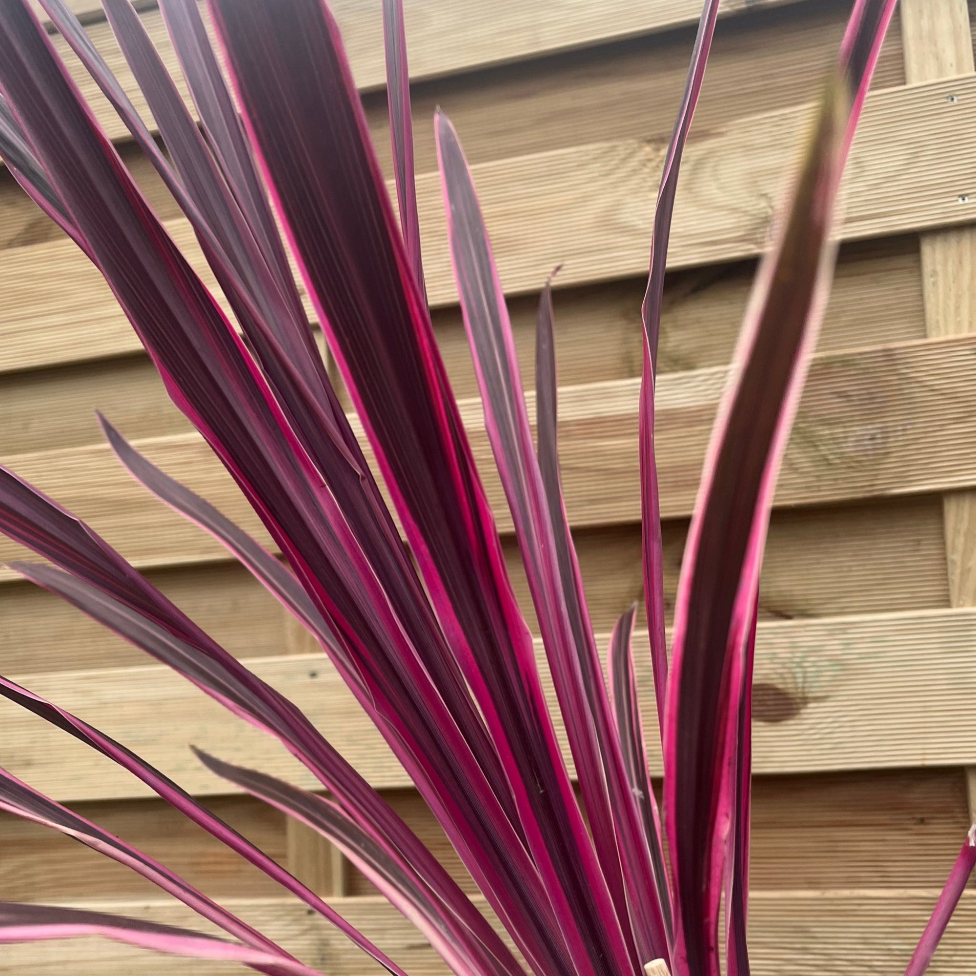 Cordyline Pink Passion 70-80cm (2 for £29.99)