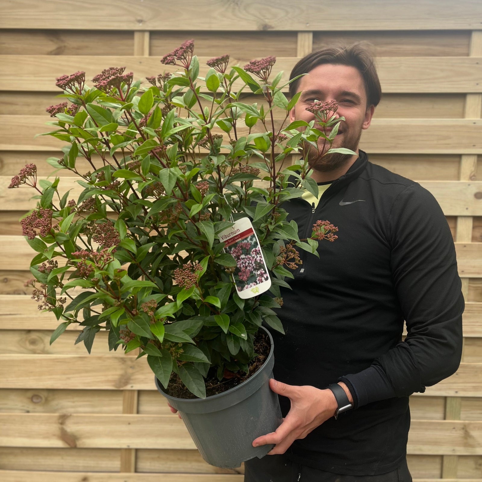A smiling person in a black shirt holds a large Viburnum tinus 'Spirit' (2L/5L/10L), an evergreen shrub with green leaves and clusters of pink buds, standing in front of a wooden fence.