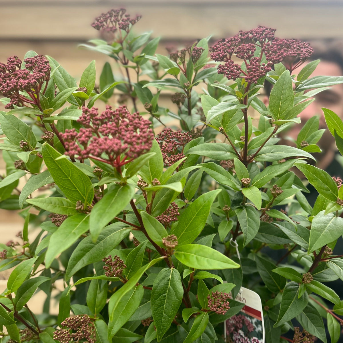 Clusters of small, dark pink buds and green leaves on a Viburnum tinus &#39;Spirit&#39; 2L/5L/10L shrub are in focus, with a blurred, partially visible person in the background.
