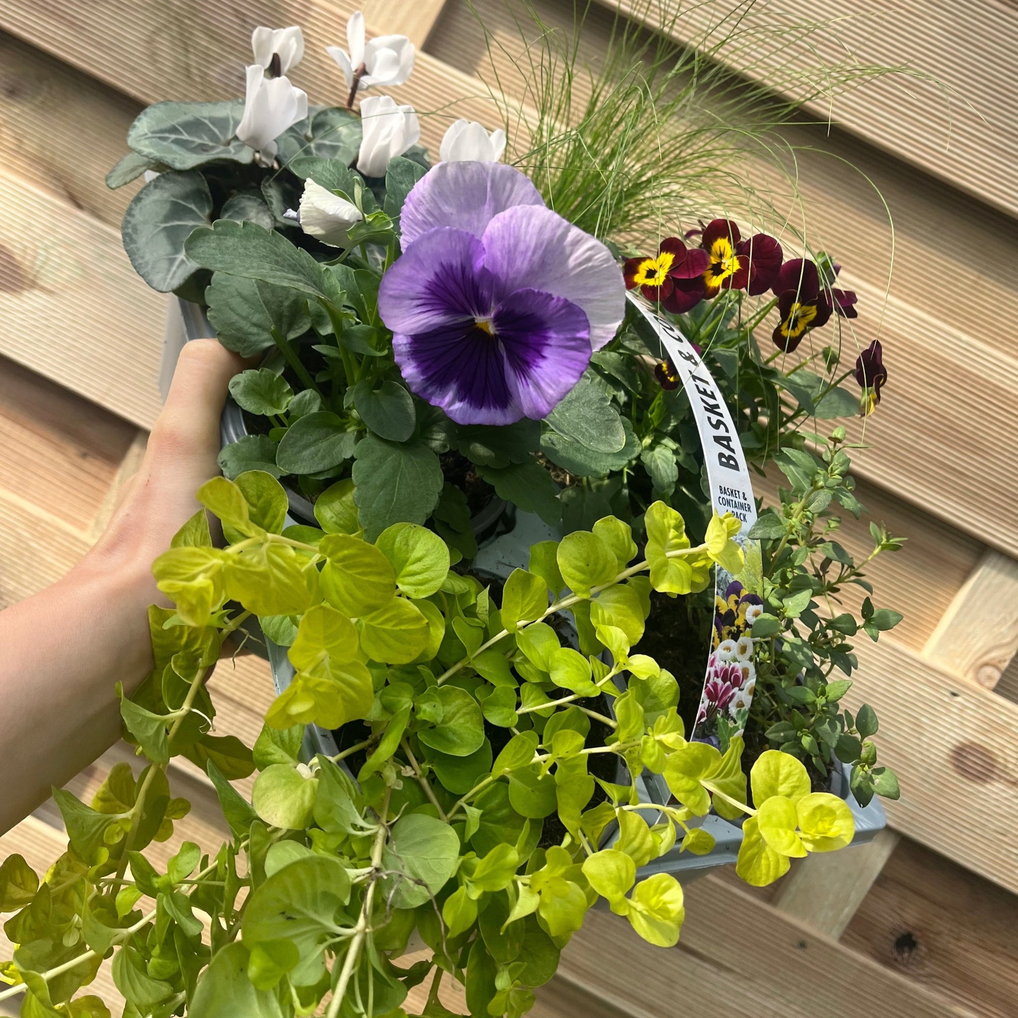 Basket & Container 6 Pack + Bulbs
