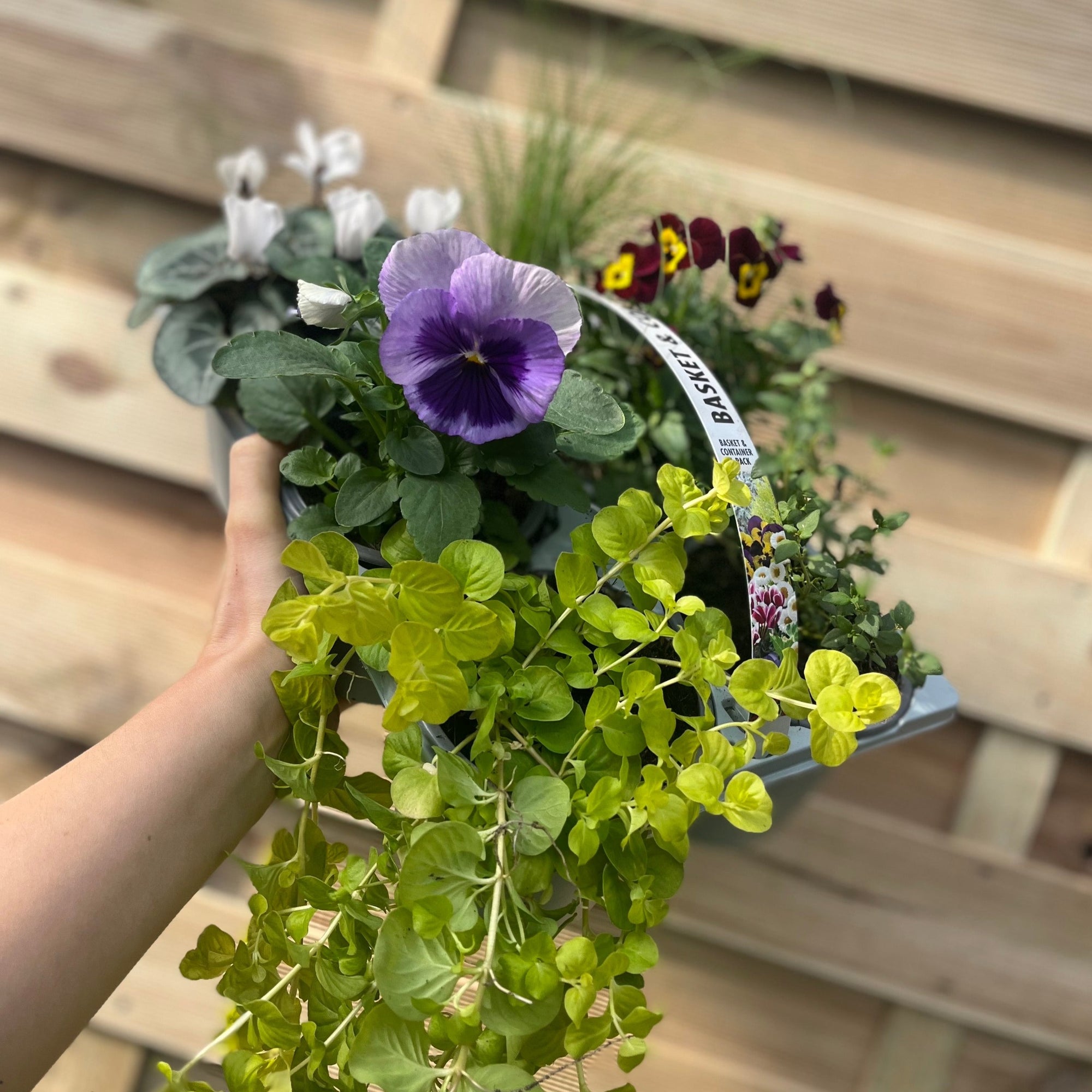 Basket & Container 6 Pack + Bulbs