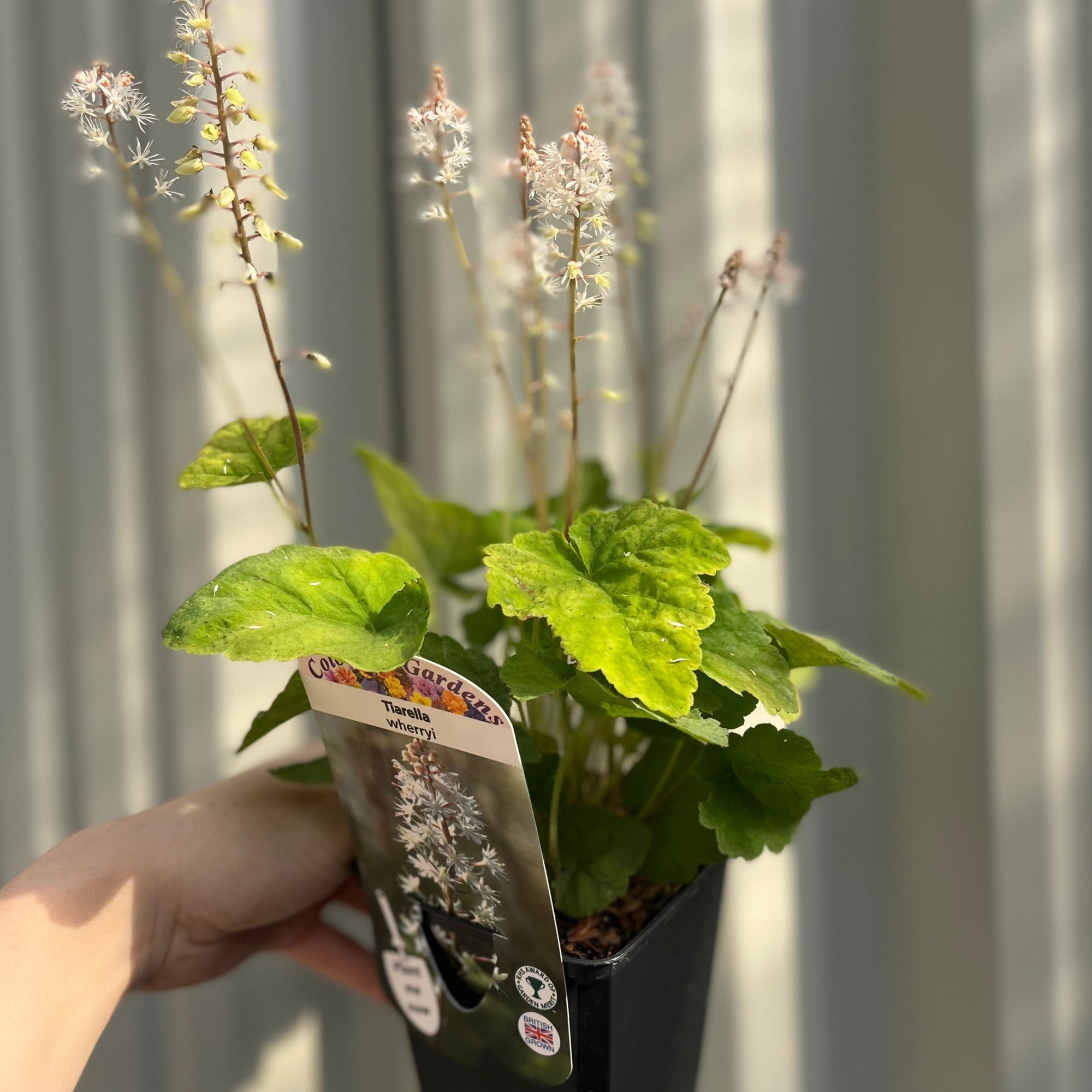 Tiarella wherryi 9cm