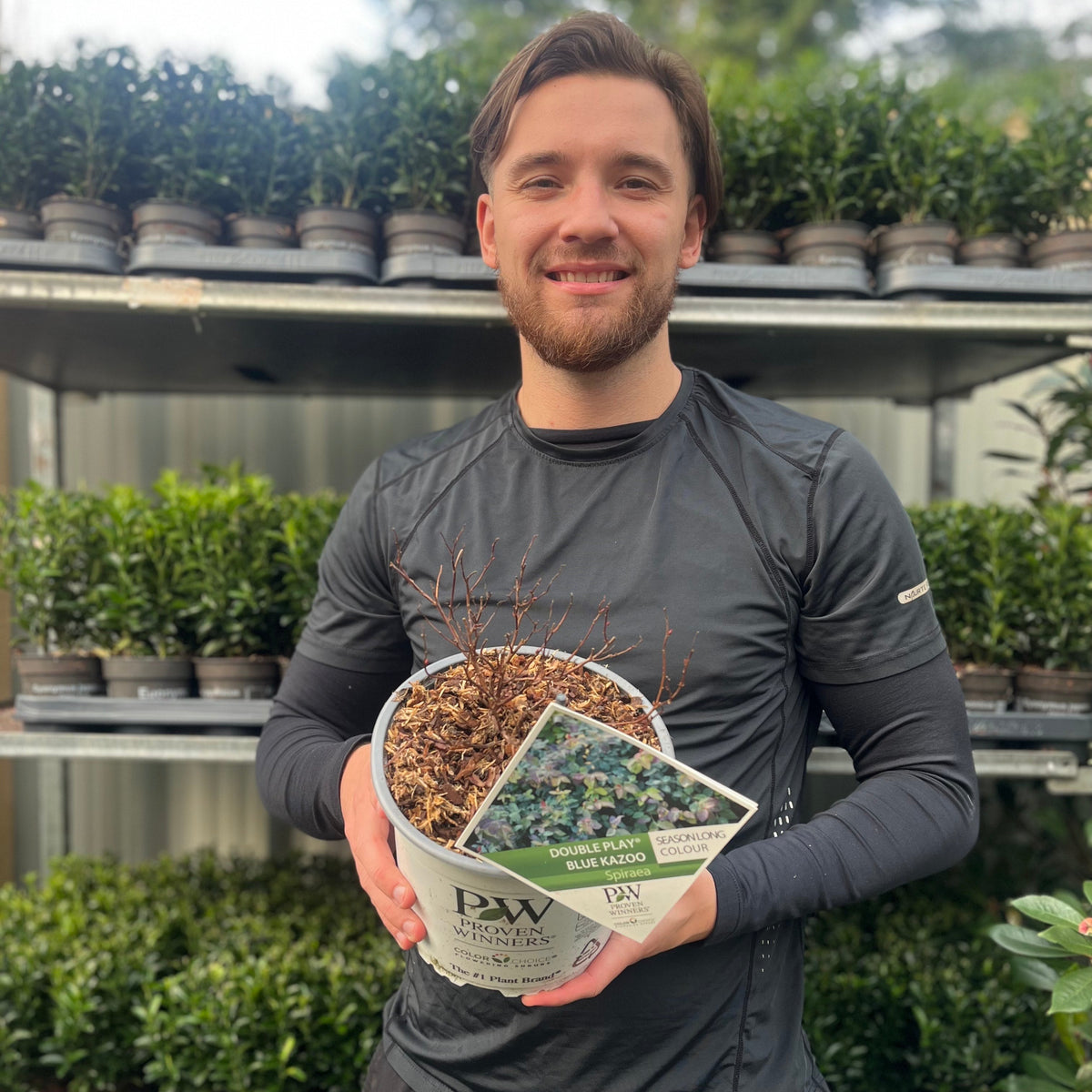 Spiraea Double Play &#39;Blue Kazoo&#39; 3L