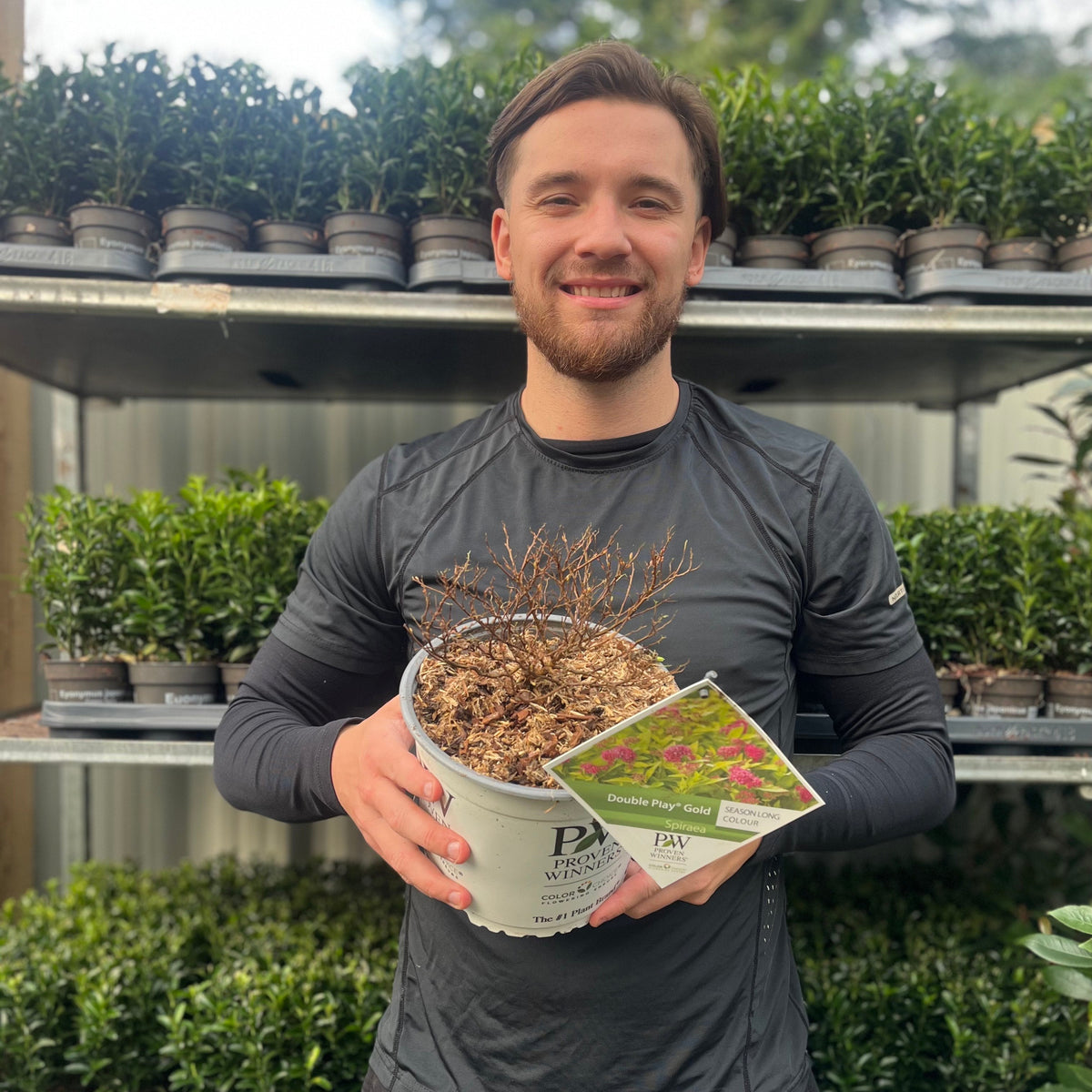 Spiraea Double Play &#39;Gold&#39; 3L