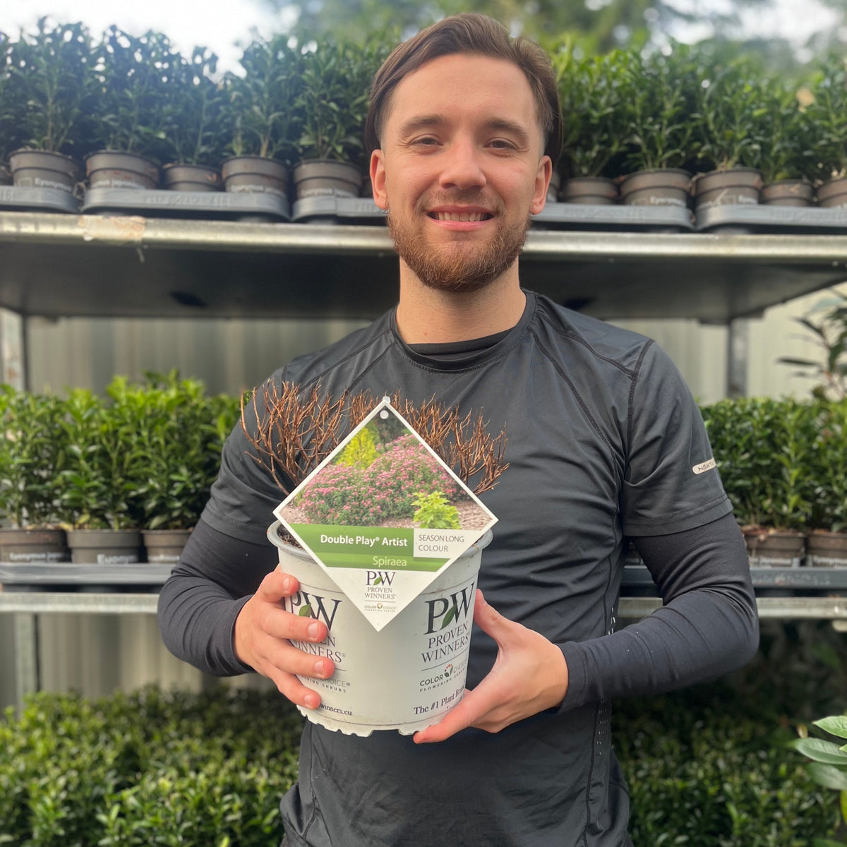 A smiling man in a black shirt holds a Spiraea Double Play &#39;Artist&#39; 3L with dry branches, standing in front of metal shelves filled with green potted plants at a nursery.