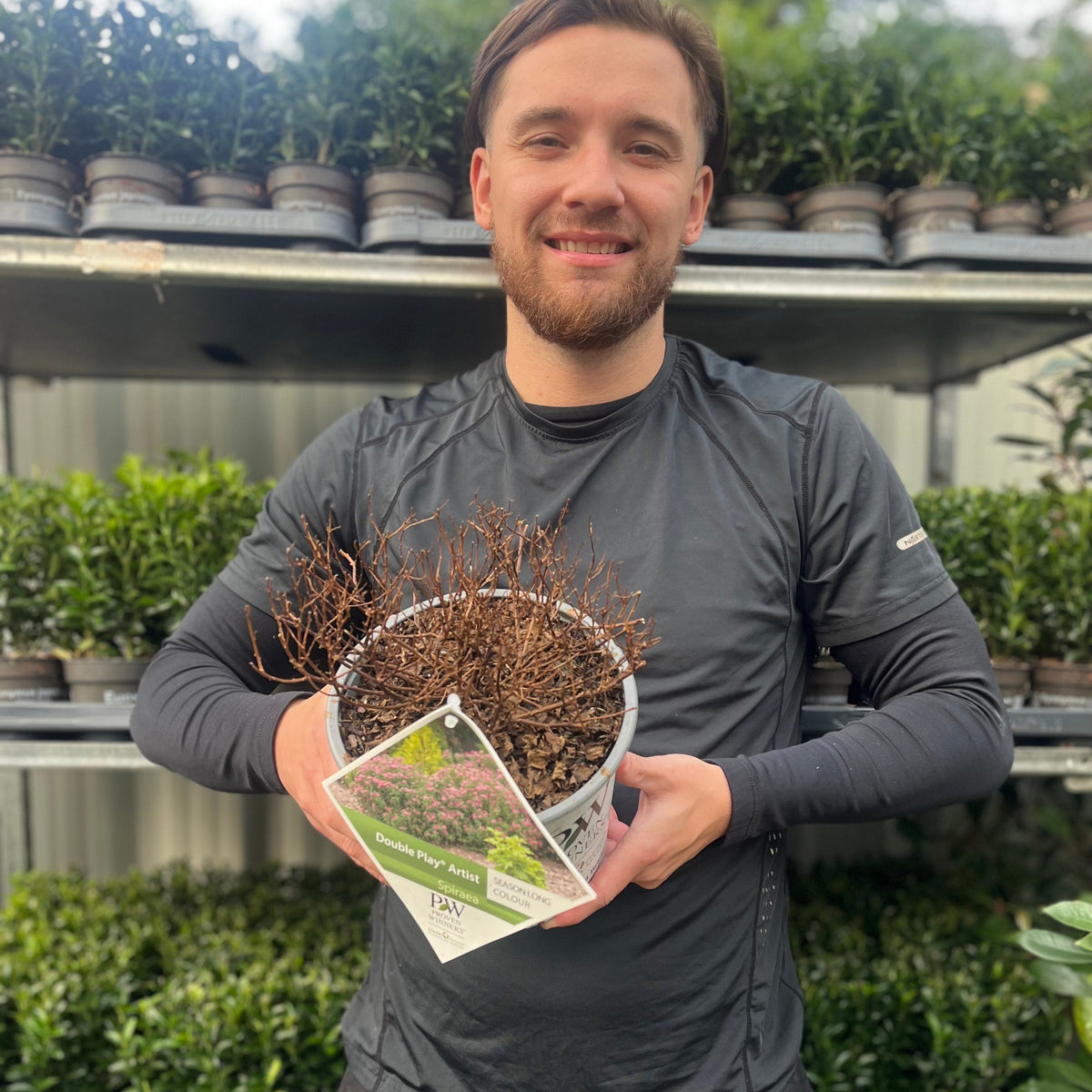 A man in a dark shirt stands outdoors, smiling and holding a potted shrub with bare branches. Behind him are shelves of green plants, including Spiraea Double Play &#39;Artist&#39; 3L, admired for its vibrant magenta-pink flower clusters.
