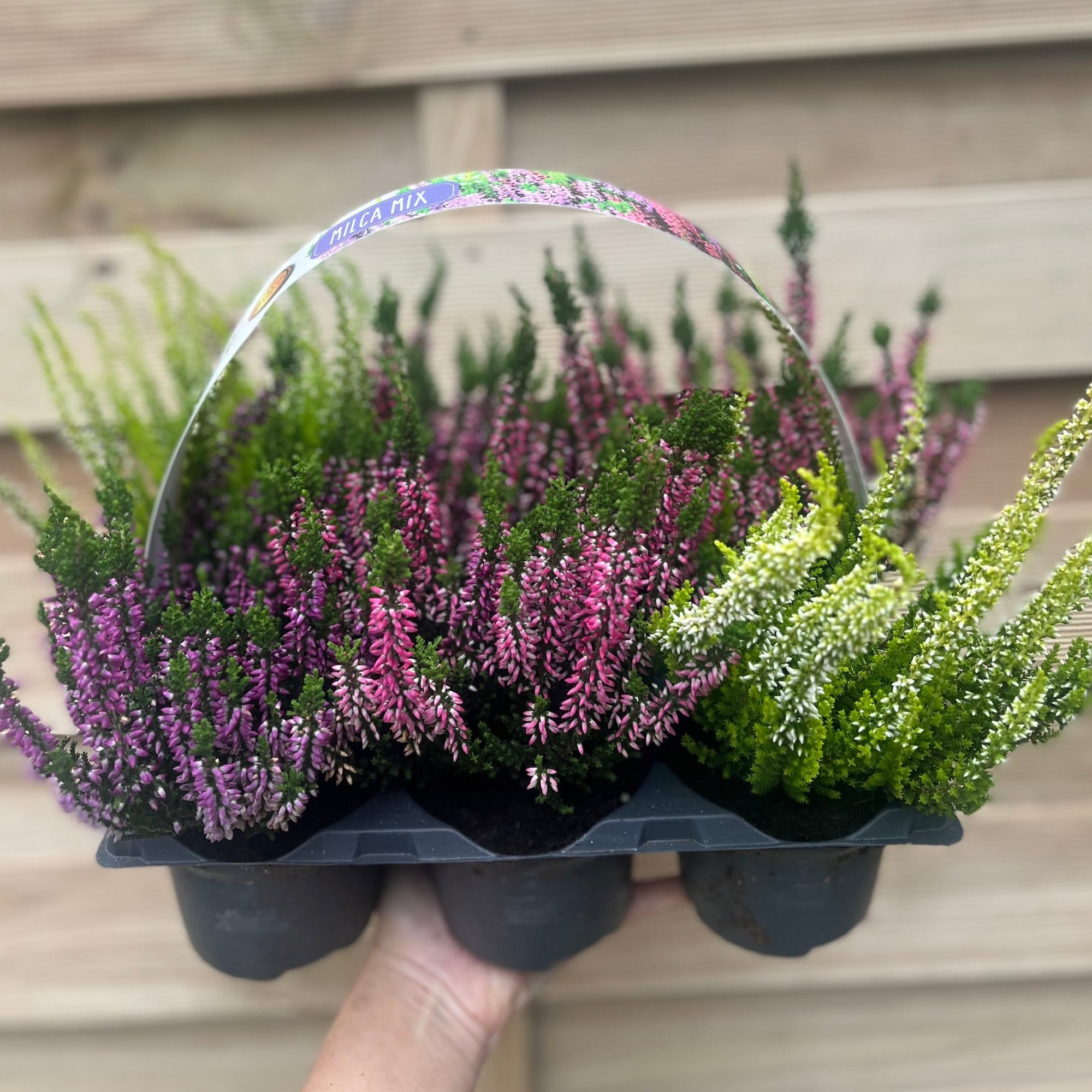 6 x Heather | Calluna vulgaris (Mixed Colours)