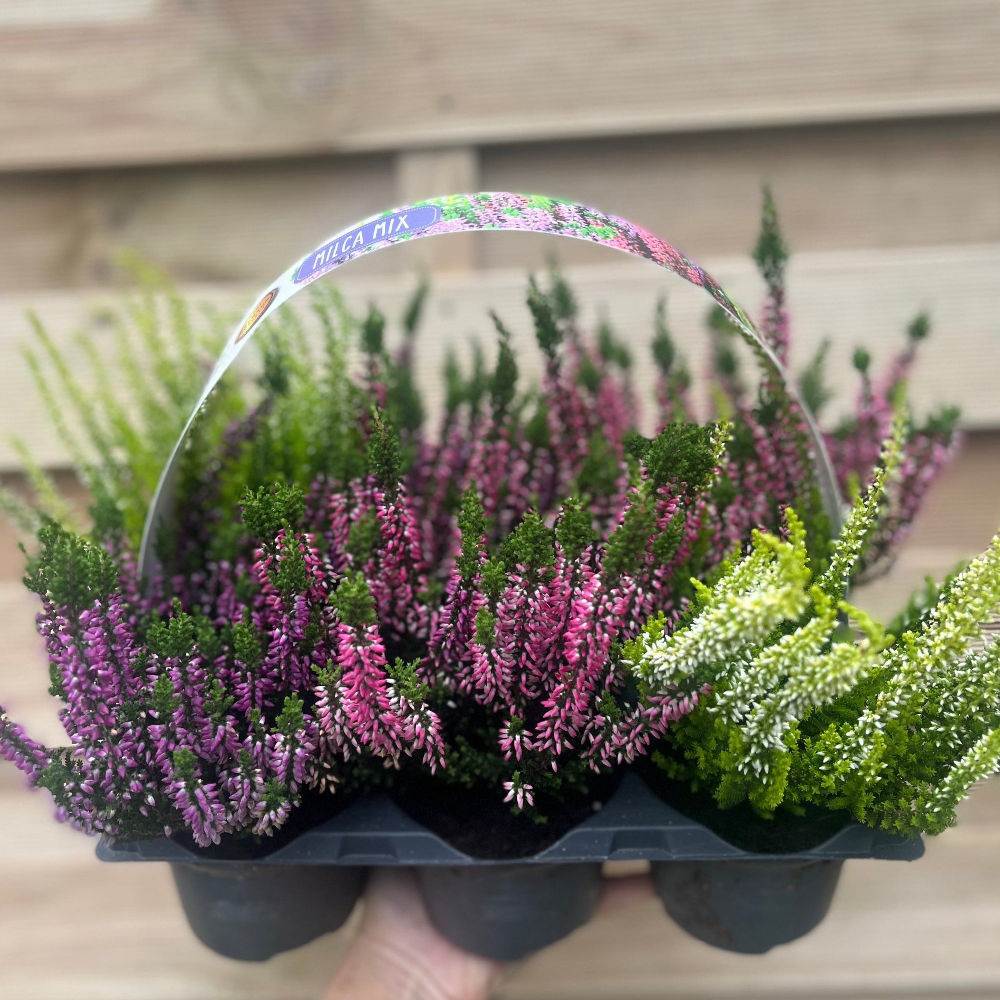 6 x Heather | Calluna vulgaris (Mixed Colours)