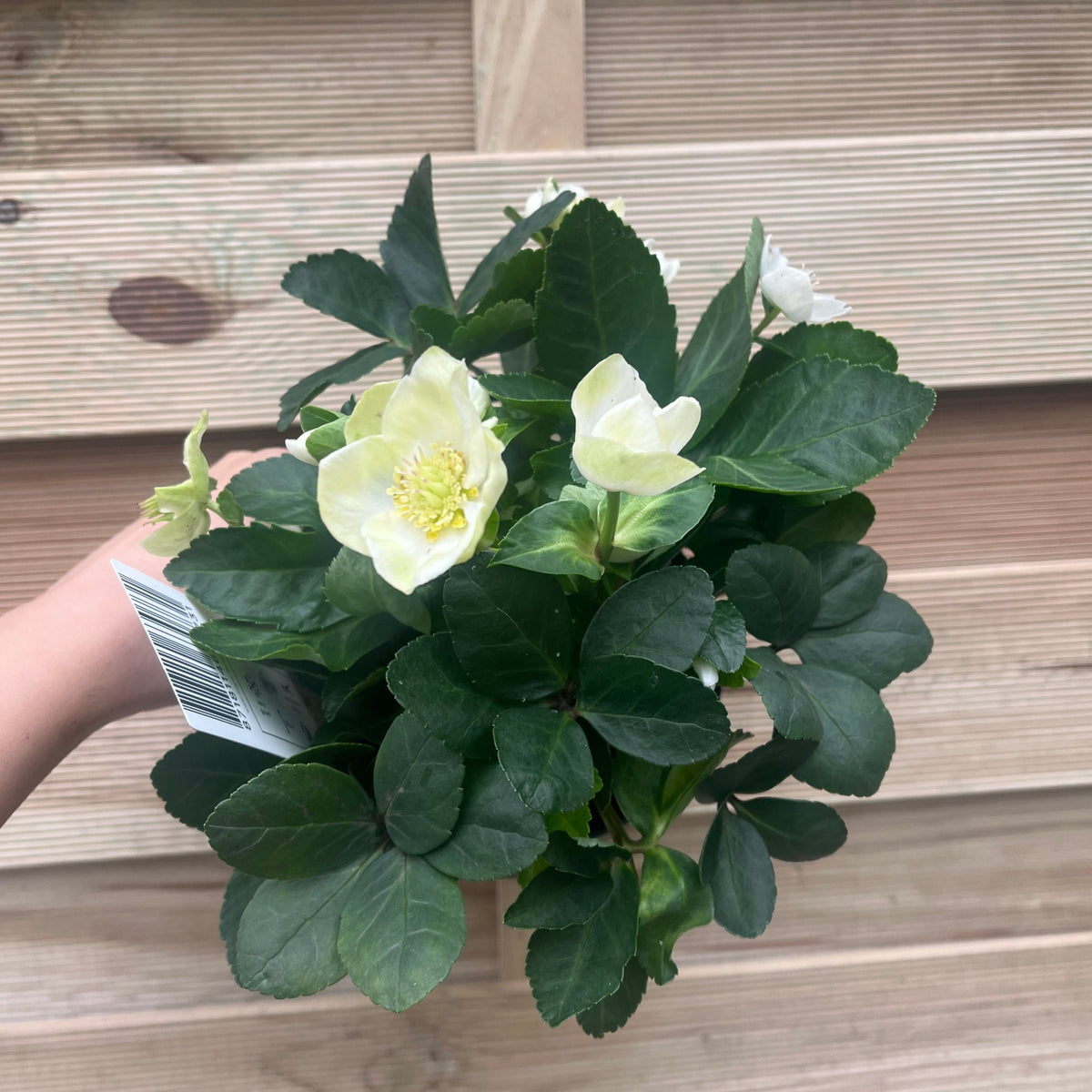 A hand holds a Helleborus nyger &#39;Christmas Carol&#39; (Christmas Rose, Hellebore, 9cm-2L), a winter-blooming perennial with white flowers and dark green leaves, in front of a wooden fence. A plant tag is visible among the leaves.