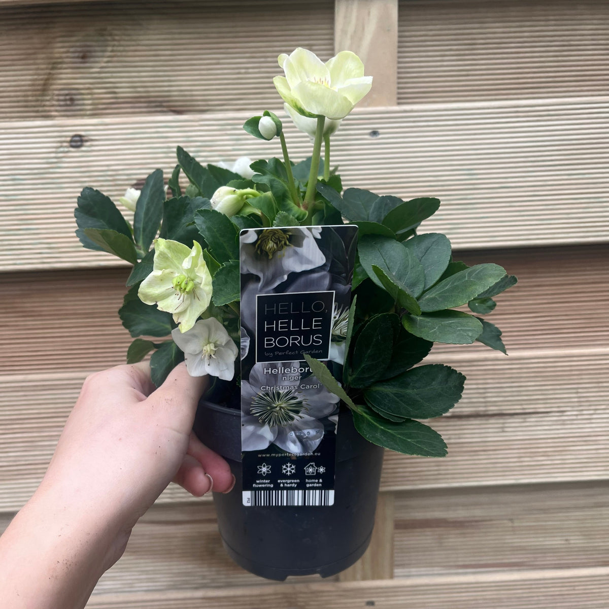 A hand holds a black pot with Helleborus nyger &#39;Christmas Carol&#39; (Christmas Rose) against a wooden background. The plant features pale greenish-white blooms and dark green leaves. A label reads HELLO HELLEBORUS with care instructions. 9cm-2L sizes available.